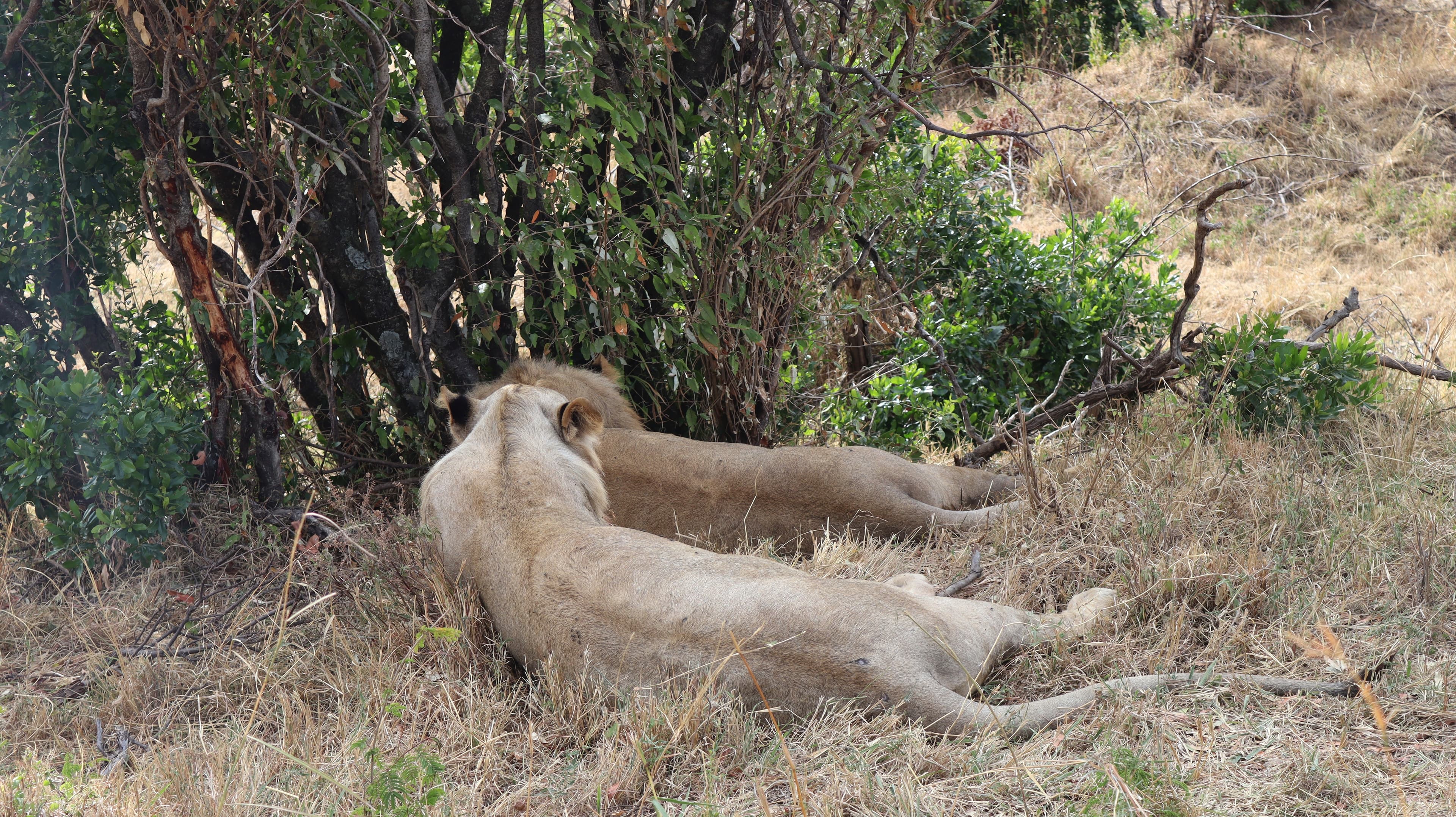 Two lionesses resting in the shade of a bush in the Maasai Mara