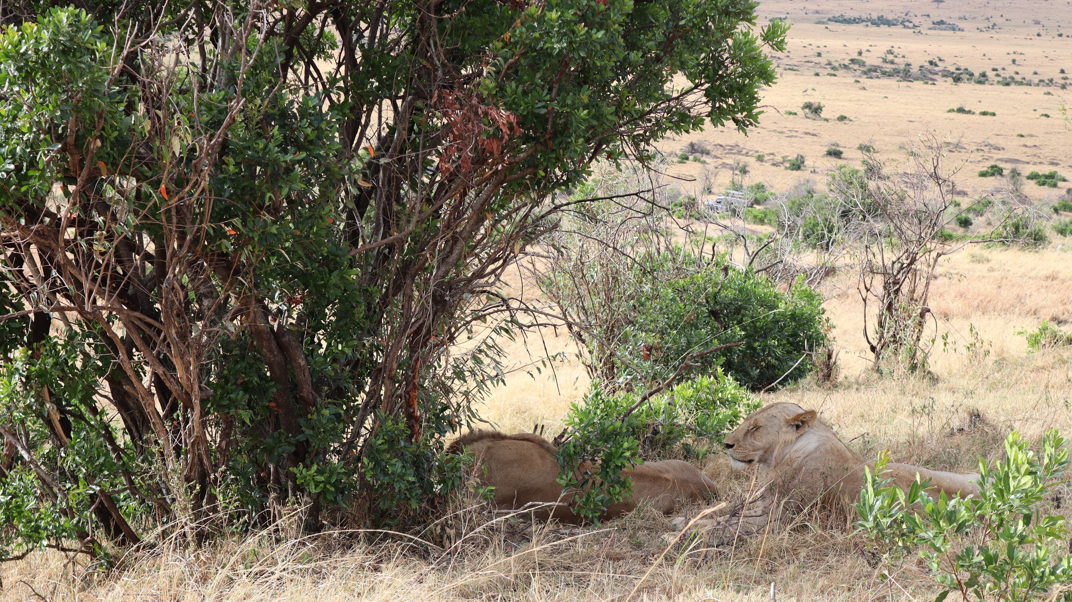 Lions resting under a bush on the edge of the plains in the Maasai Mara