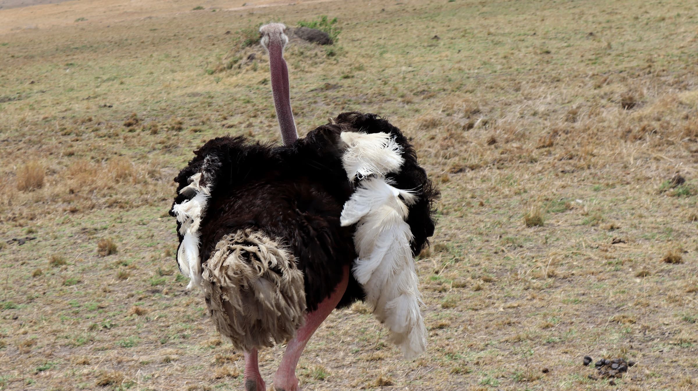 A male ostrich on short grass in the Maasai Mara