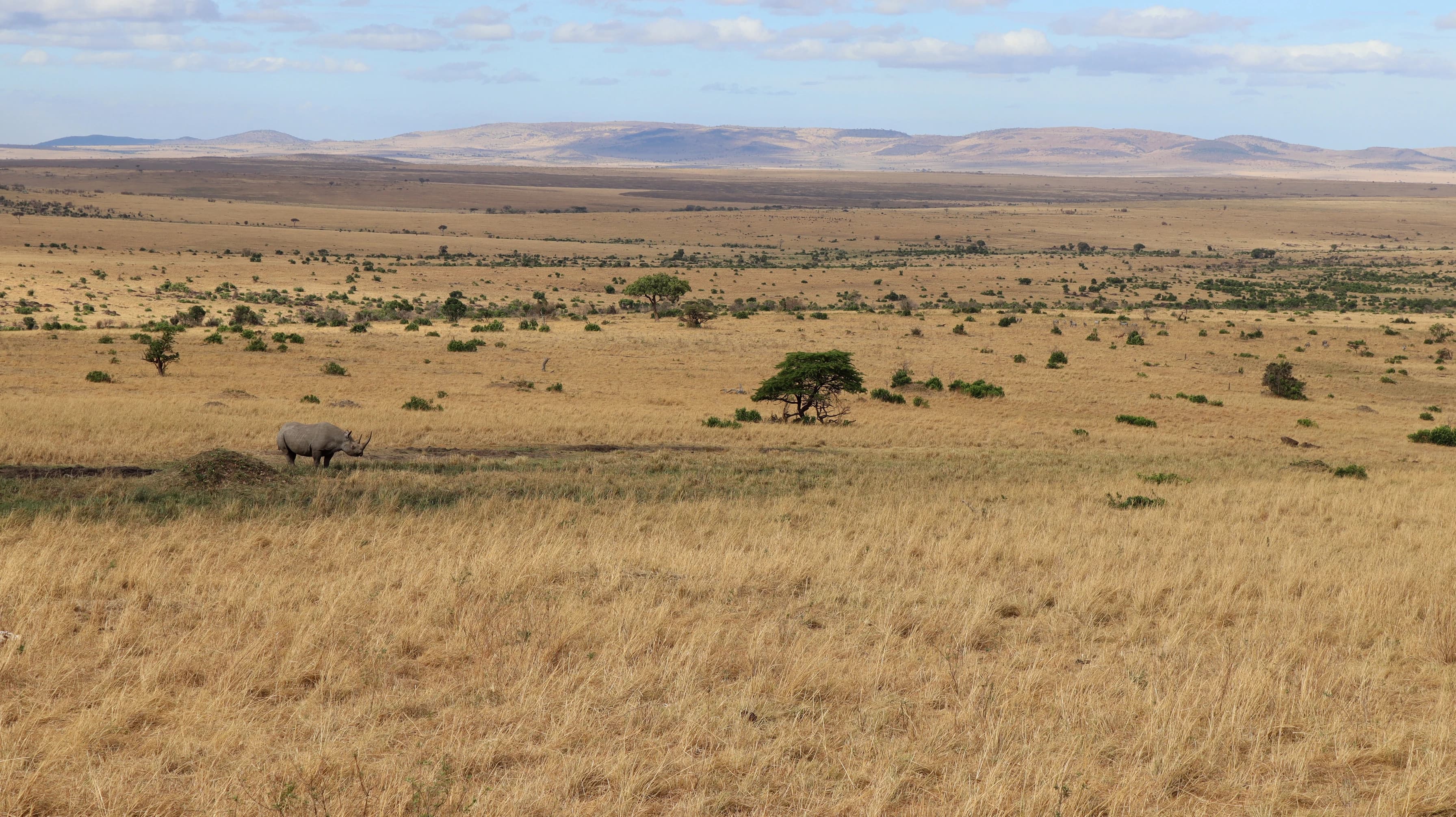 Wide grassland plains stretching to the horizon in the Maasai Mara