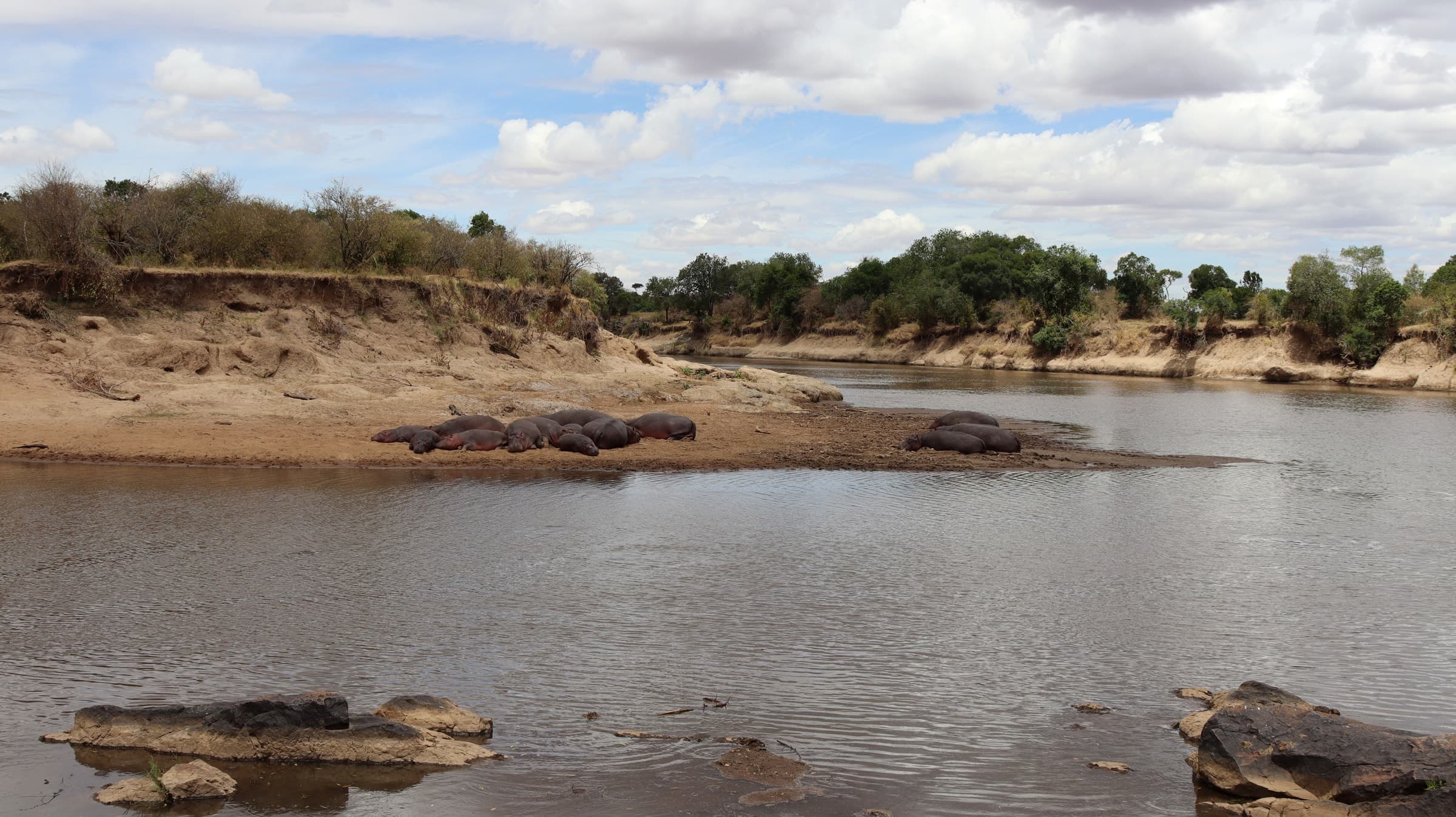 Hippos gathered in the shallows of a river in the Maasai Mara
