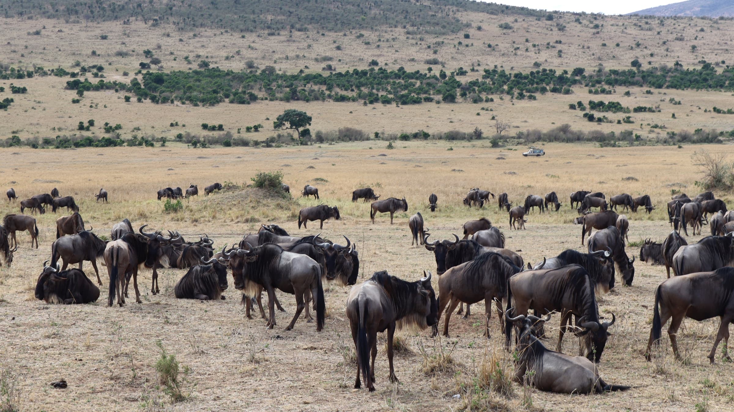 Wildebeest gathered close together on open ground in the Maasai Mara
