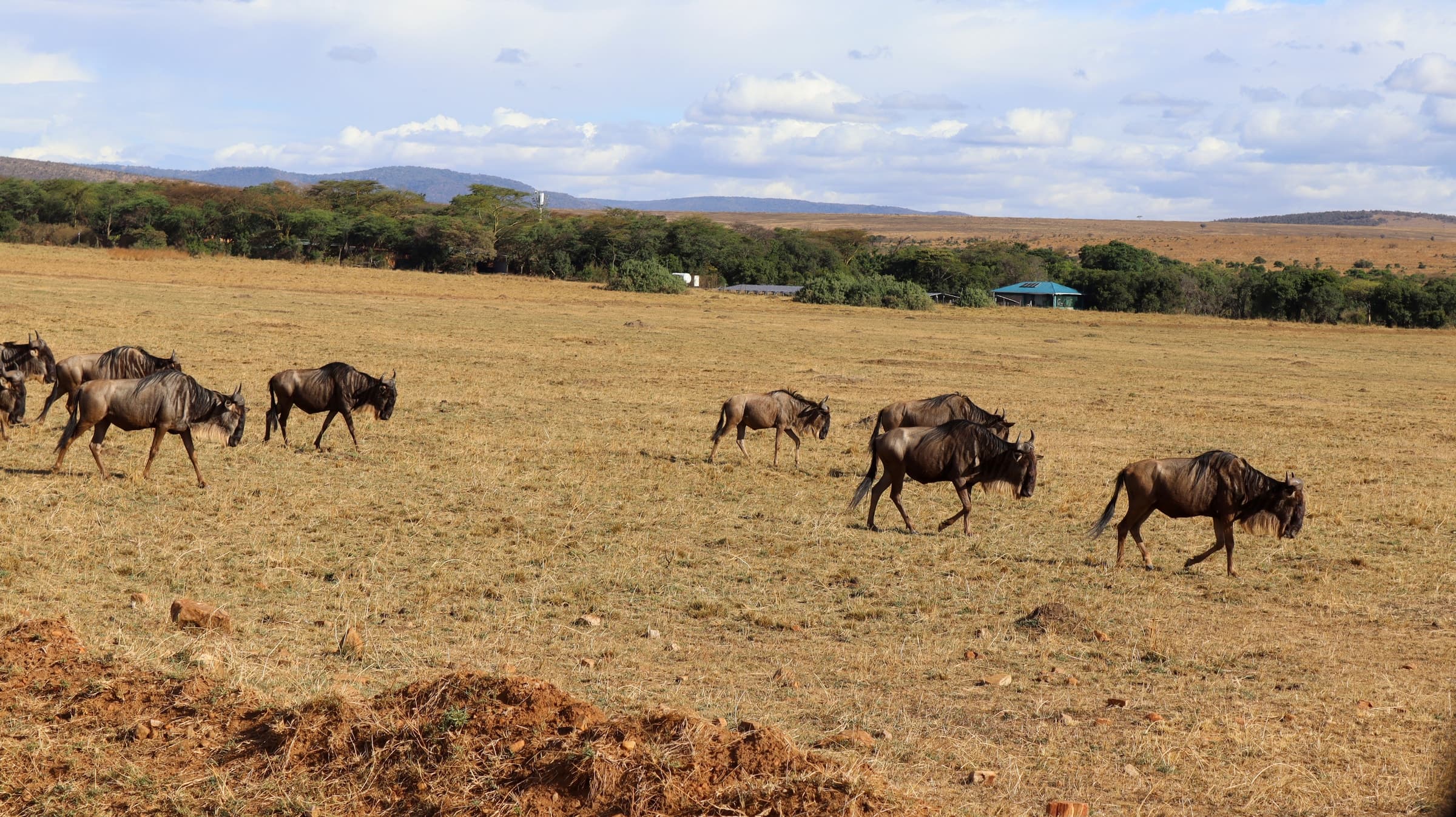 A line of wildebeest grazing on the plains in the Maasai Mara