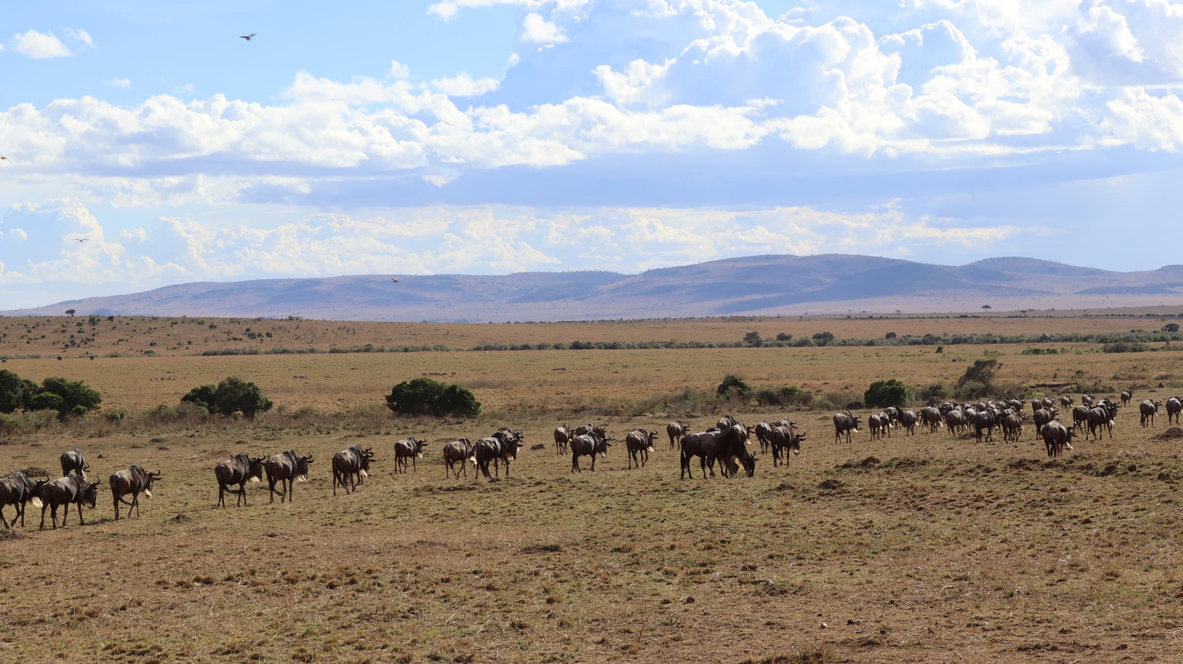 Wildebeest strung out across grassland below distant hills in the Maasai Mara
