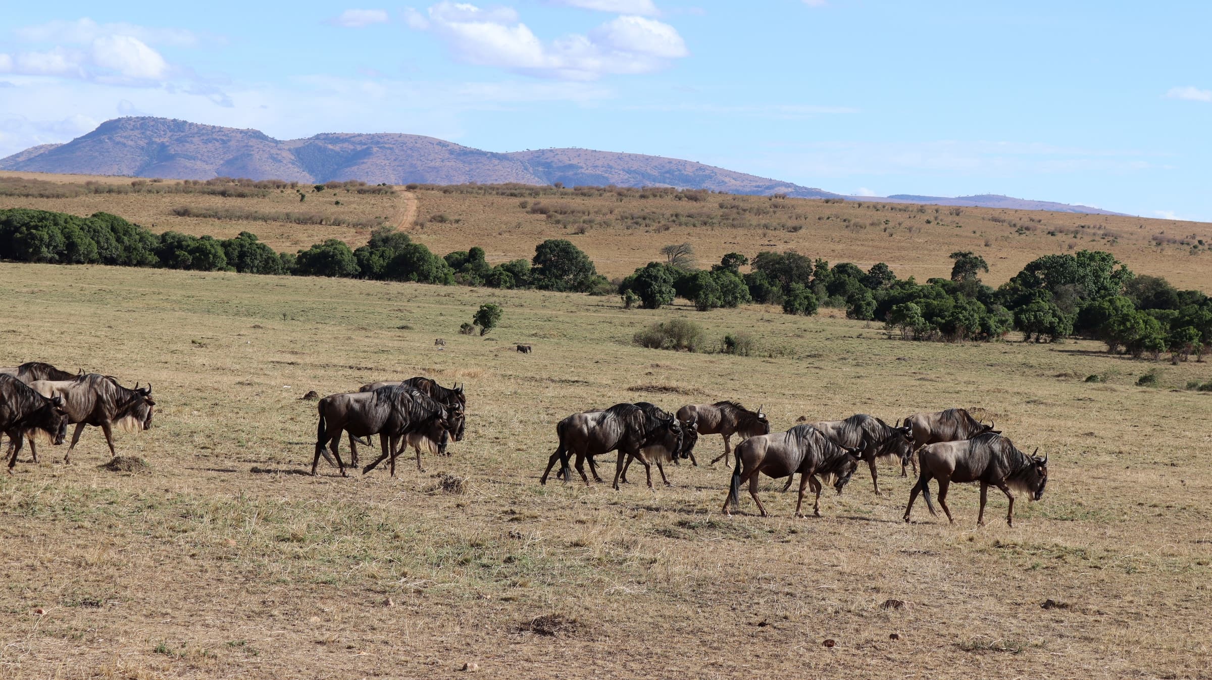Wildebeest walking in single file in the Maasai Mara