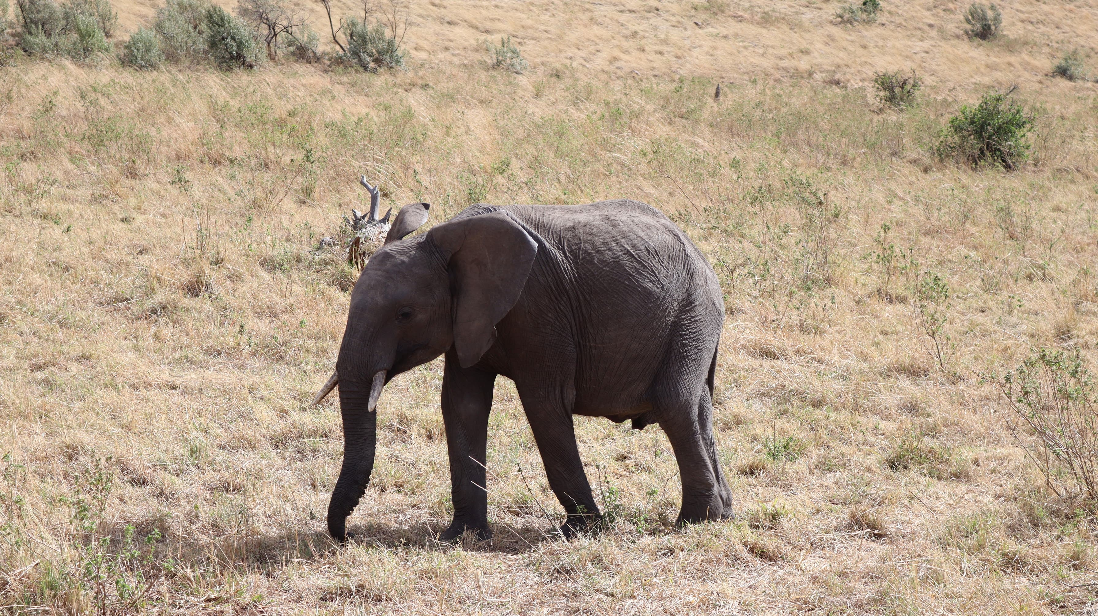 A young elephant walking through dry grass in the Maasai Mara