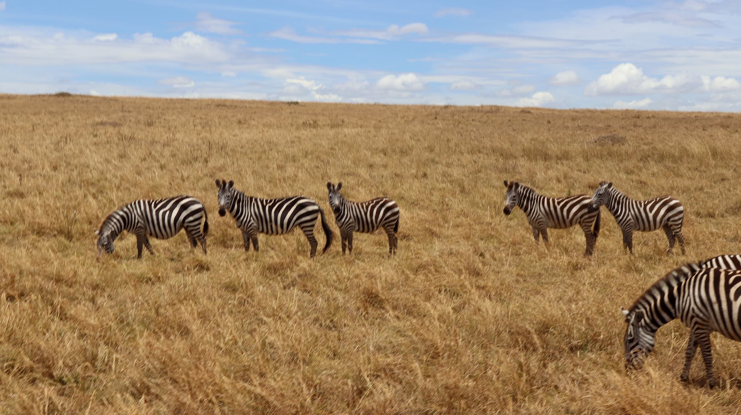 Zebras standing in golden grass in the Maasai Mara