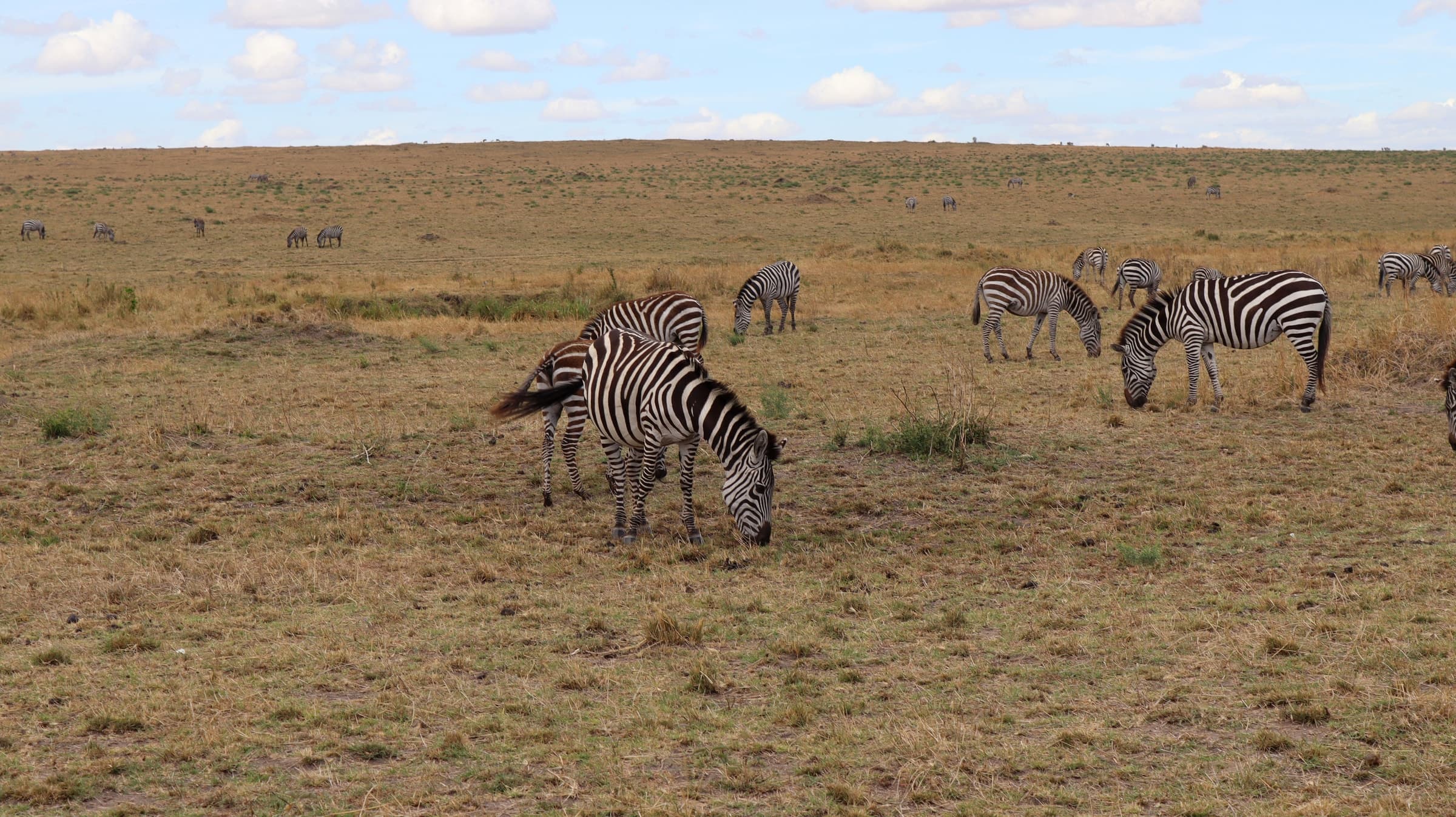 Zebras grazing on short grass in the Maasai Mara
