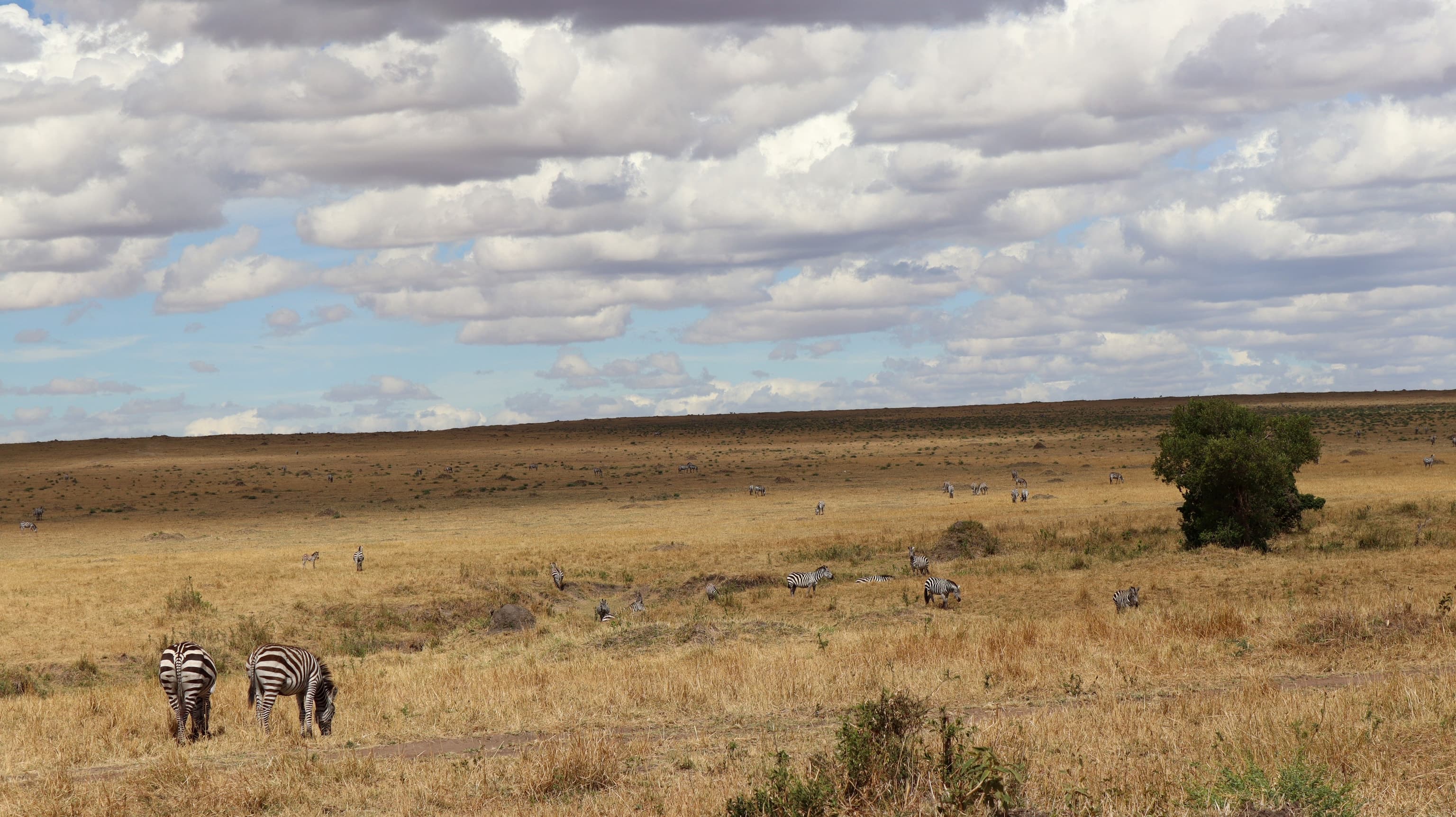 Zebras on wide plains beneath a cloudy sky in the Maasai Mara