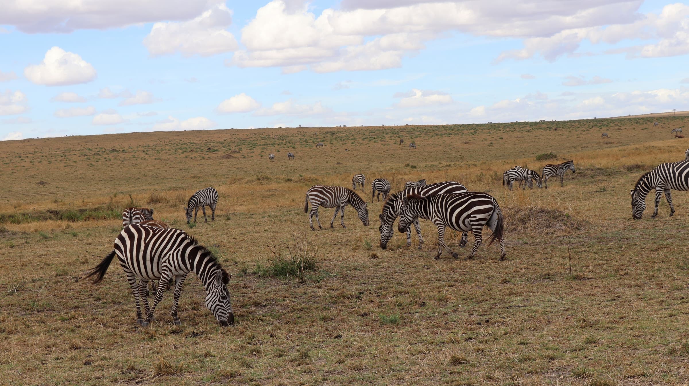 Zebras grazing on short grass in the Maasai Mara