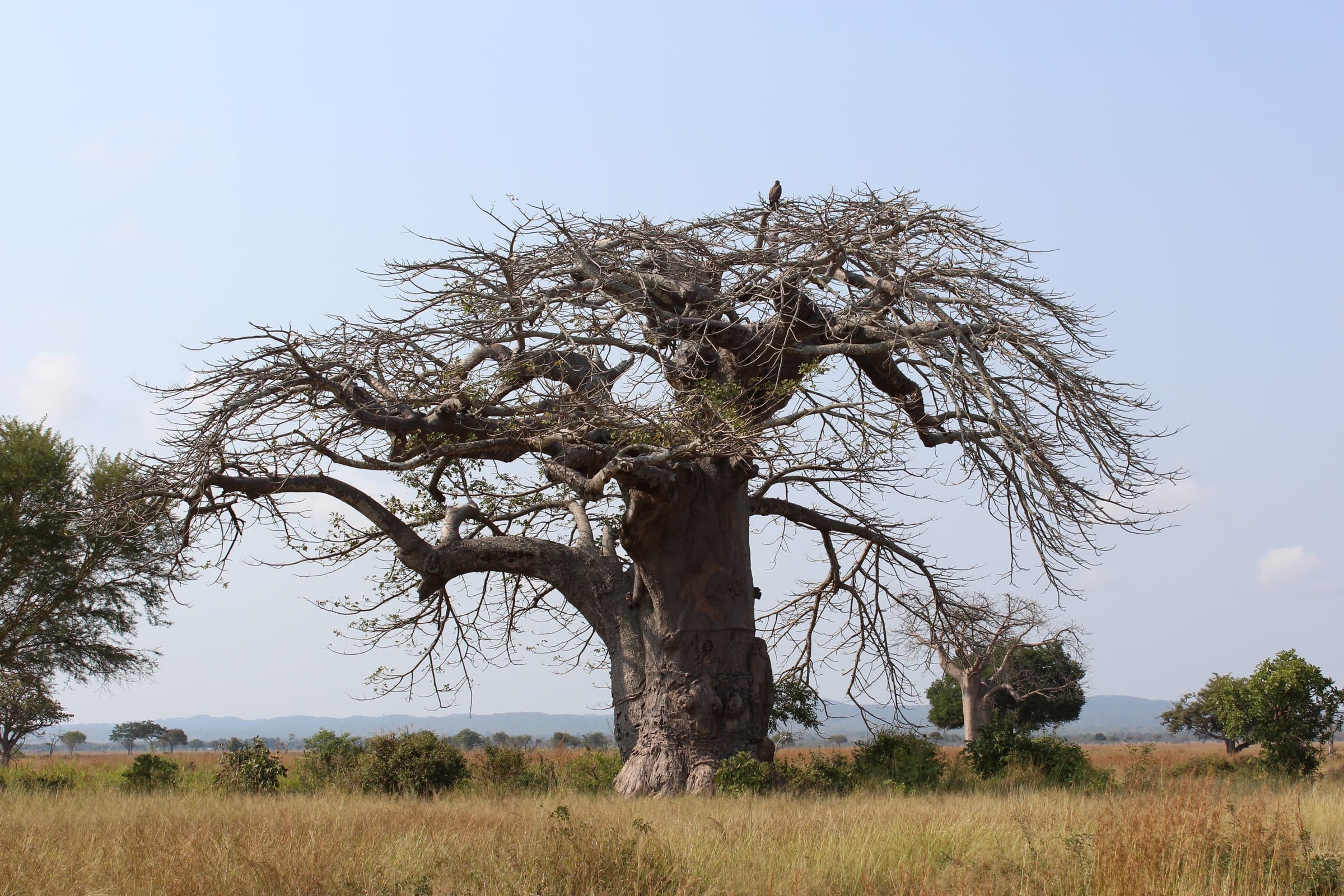 An African baobab in Mikumi National Park, Tanzania
