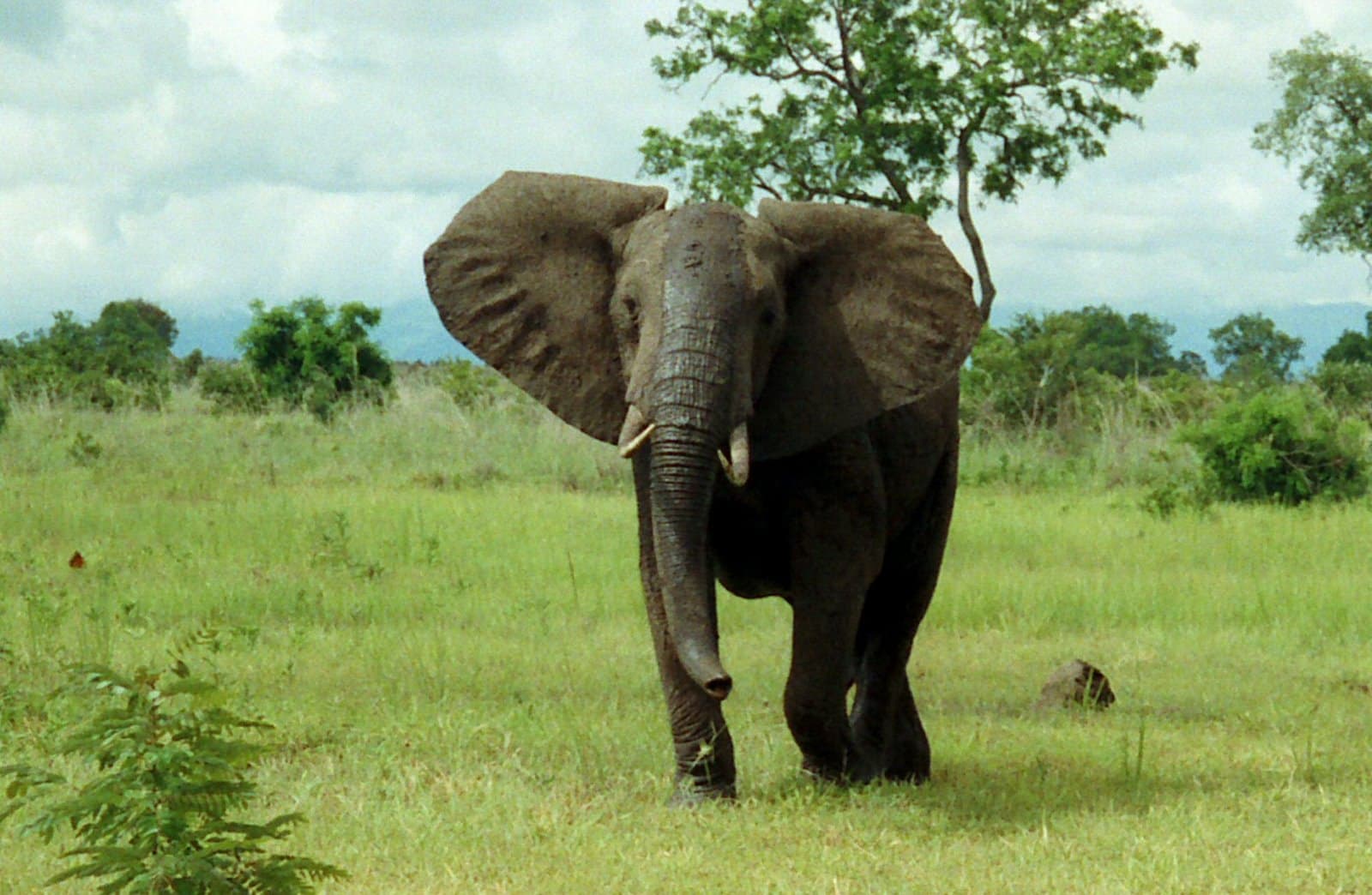 An African bush elephant in Mikumi National Park, Tanzania