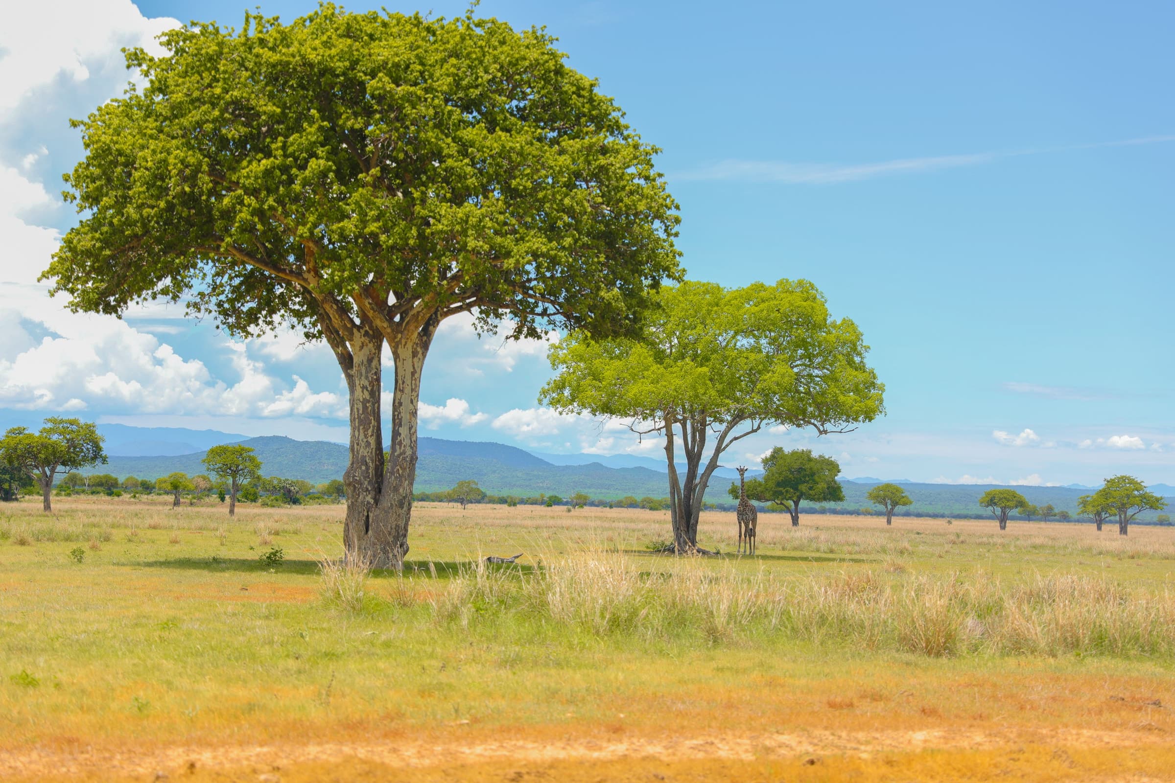 A giraffe beneath a spreading tree on the plains of Mikumi National Park, Tanzania