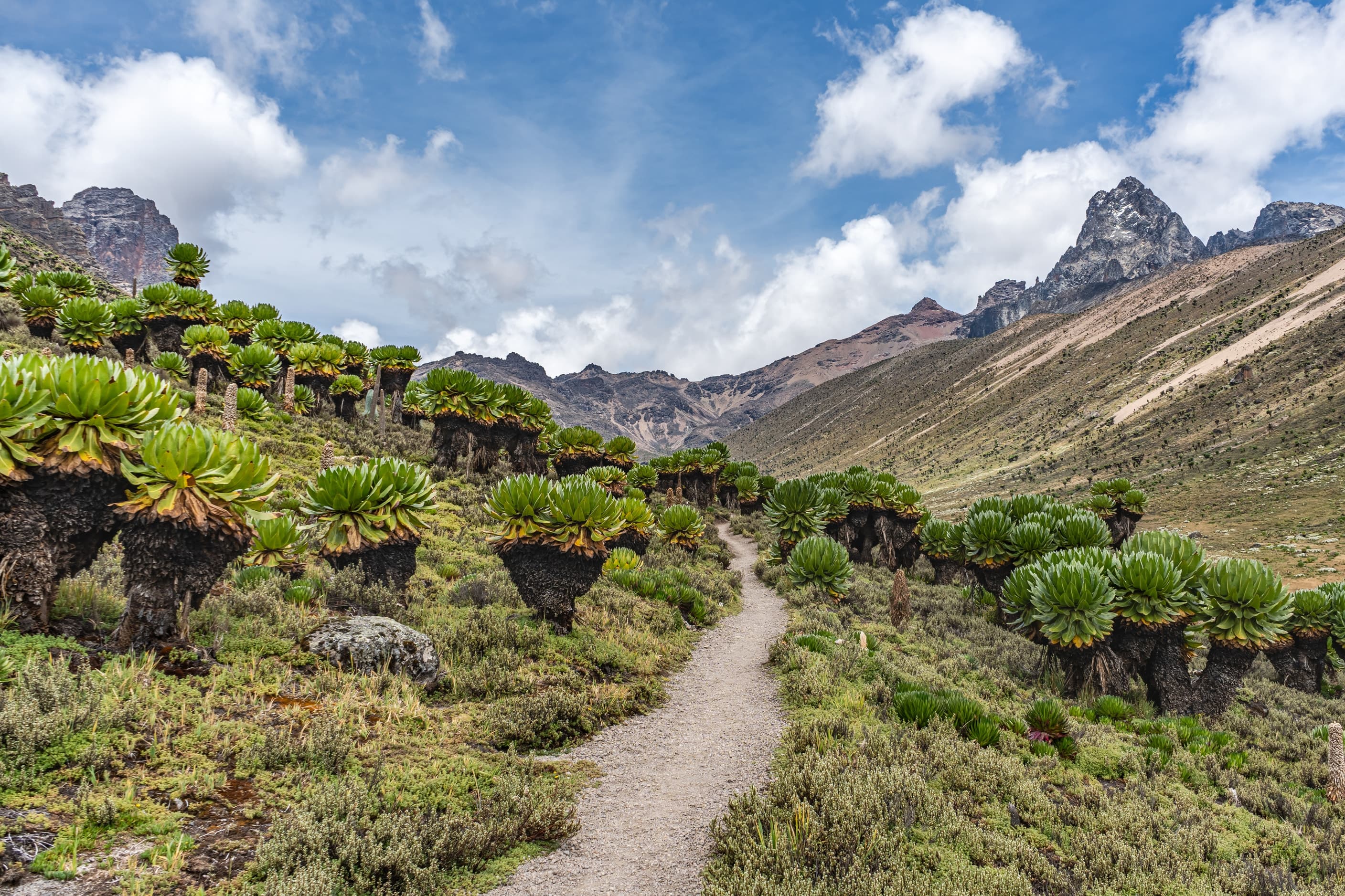 A trail through giant groundsels towards the peaks in Mount Kenya National Park