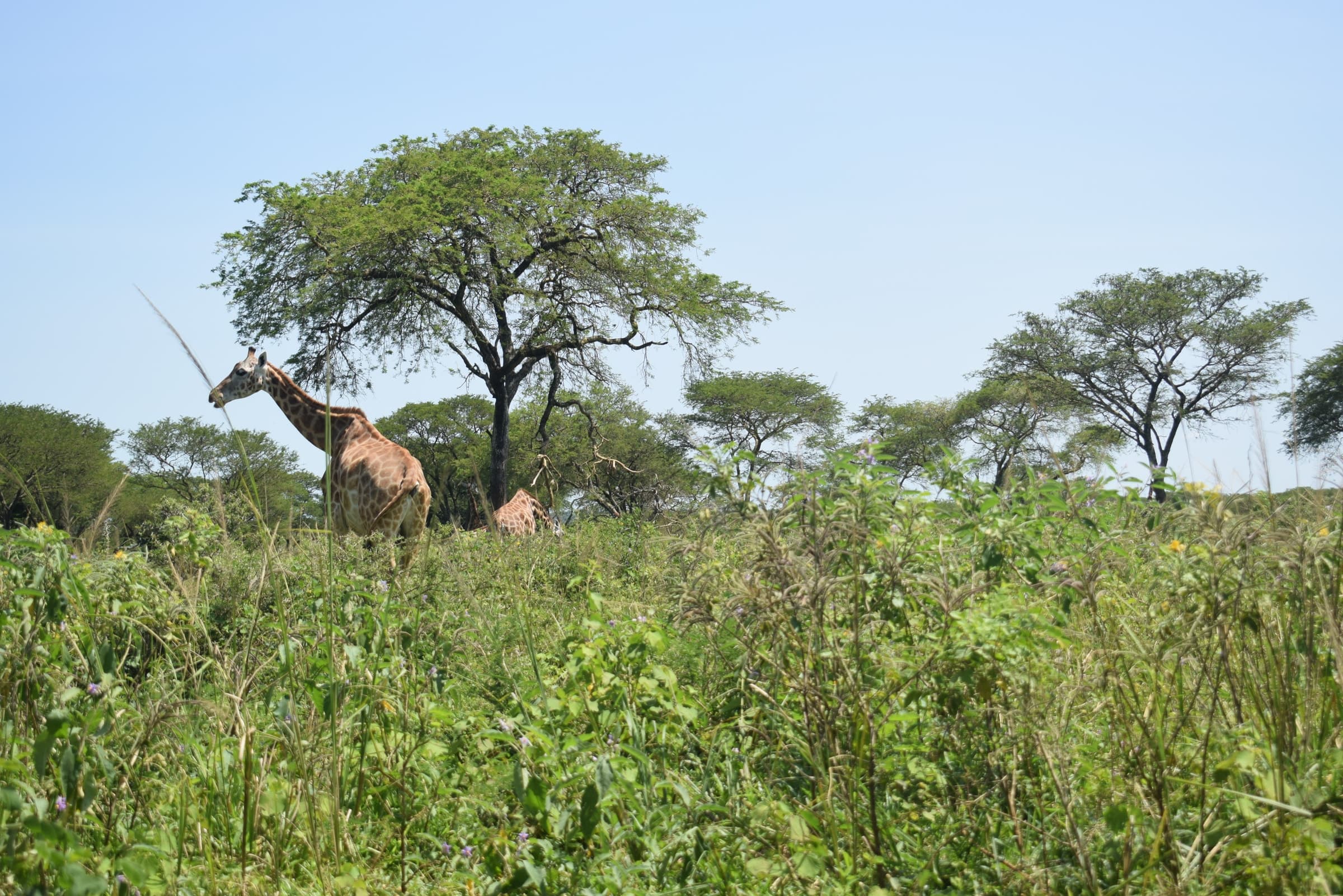 Giraffes among trees in Murchison Falls National Park, Uganda