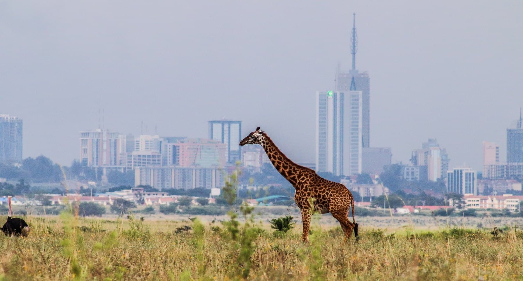 A Maasai giraffe with the Nairobi skyline behind, Kenya