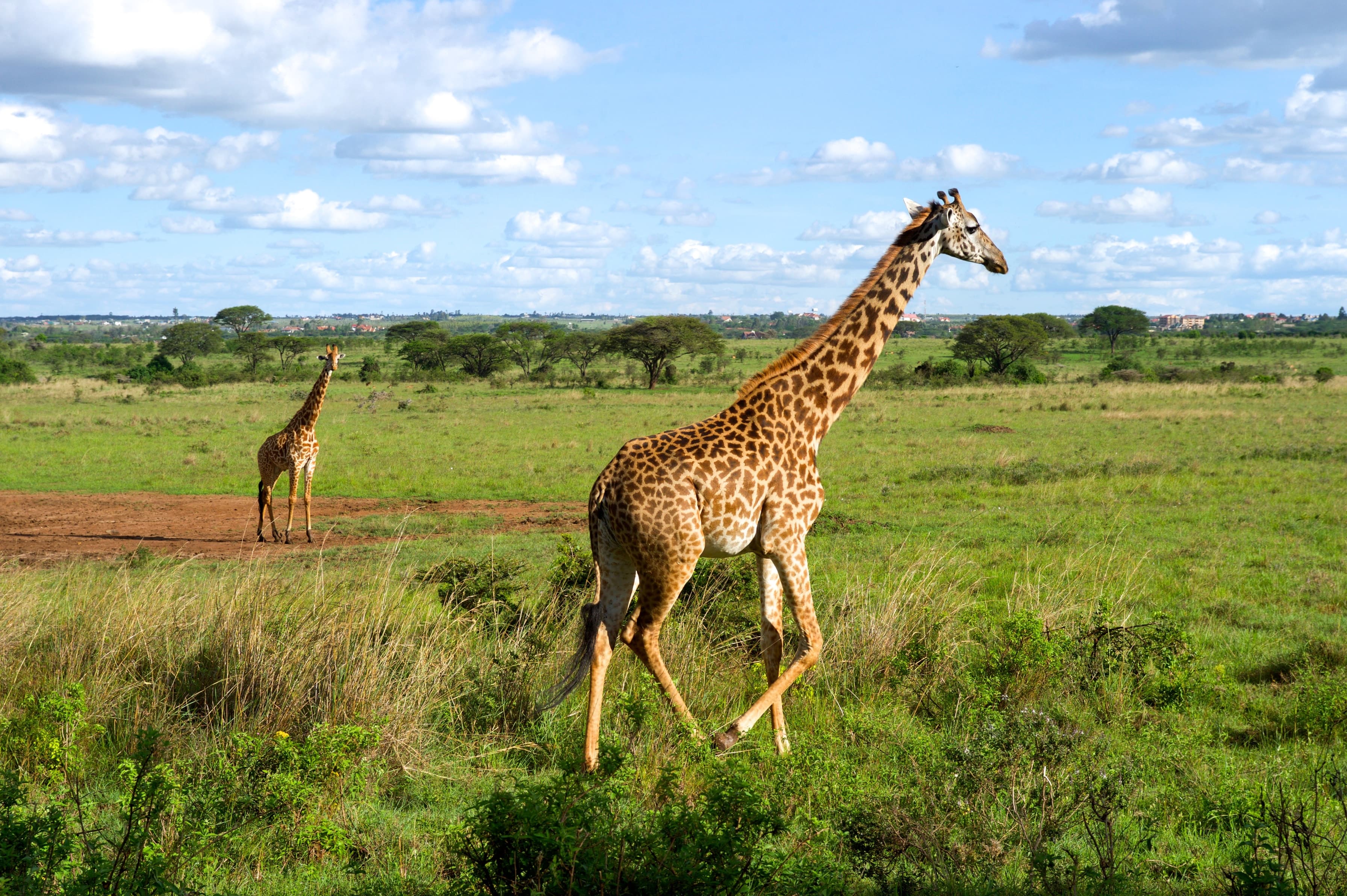Two giraffes running across the grassland of Nairobi National Park, Kenya