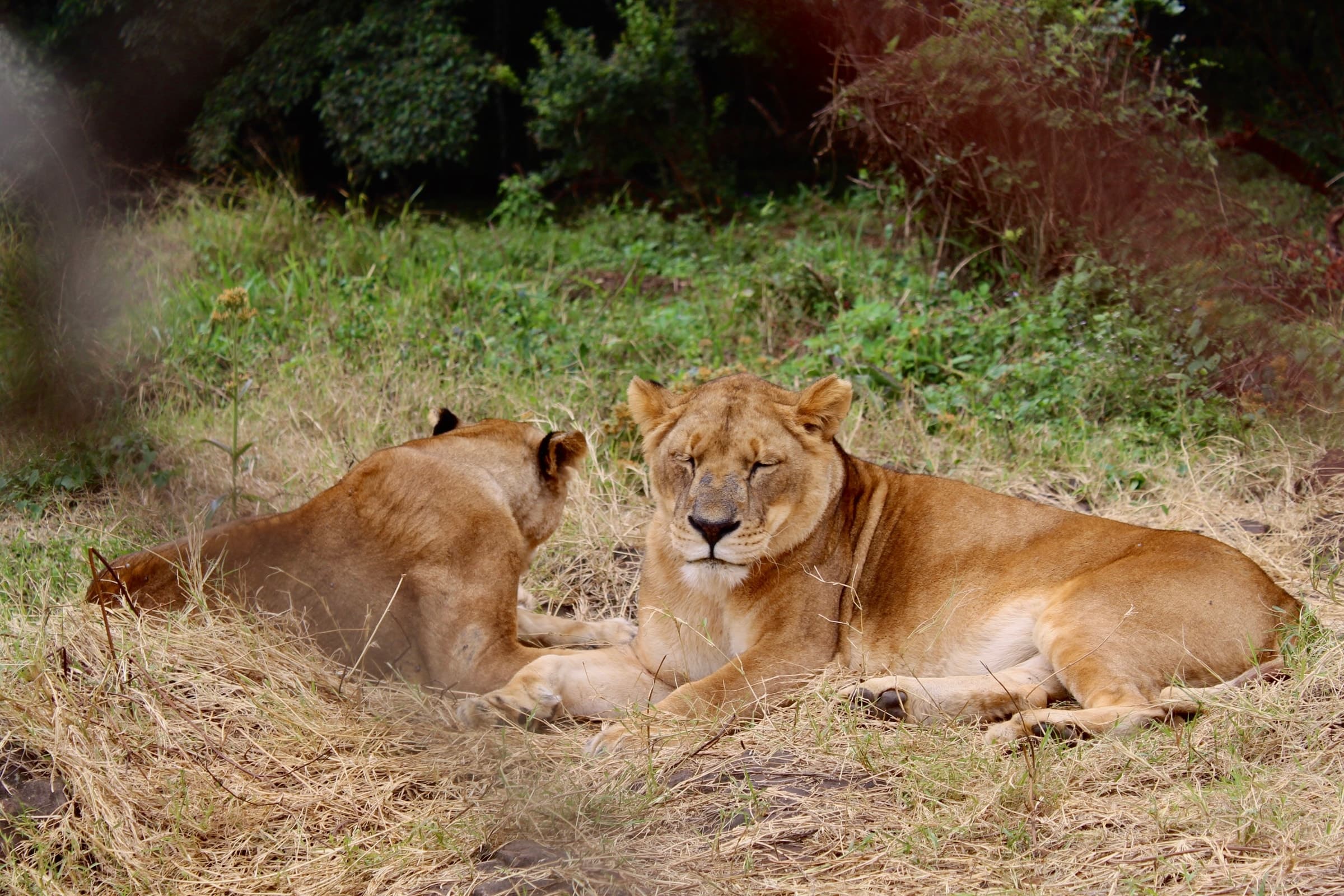 Lionesses resting in Nairobi National Park, Kenya