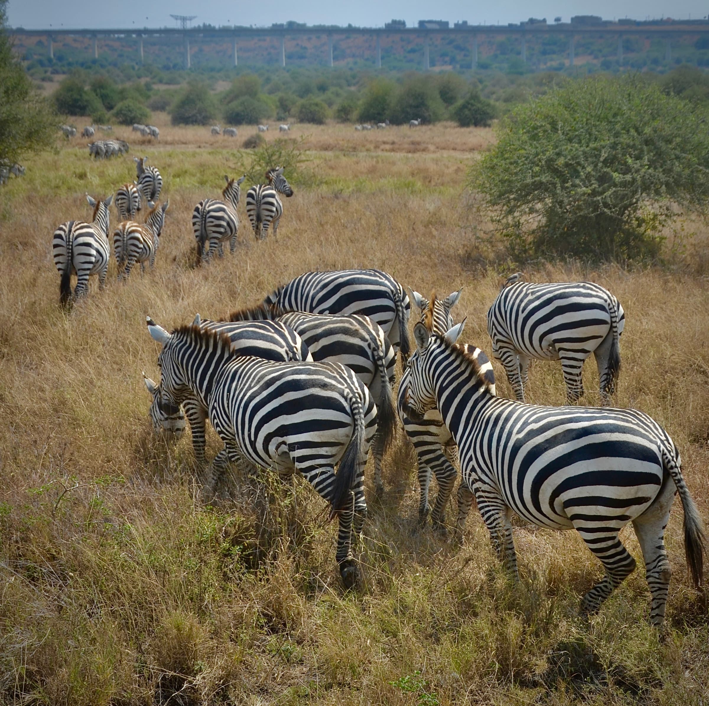 Zebras in Nairobi National Park, Kenya