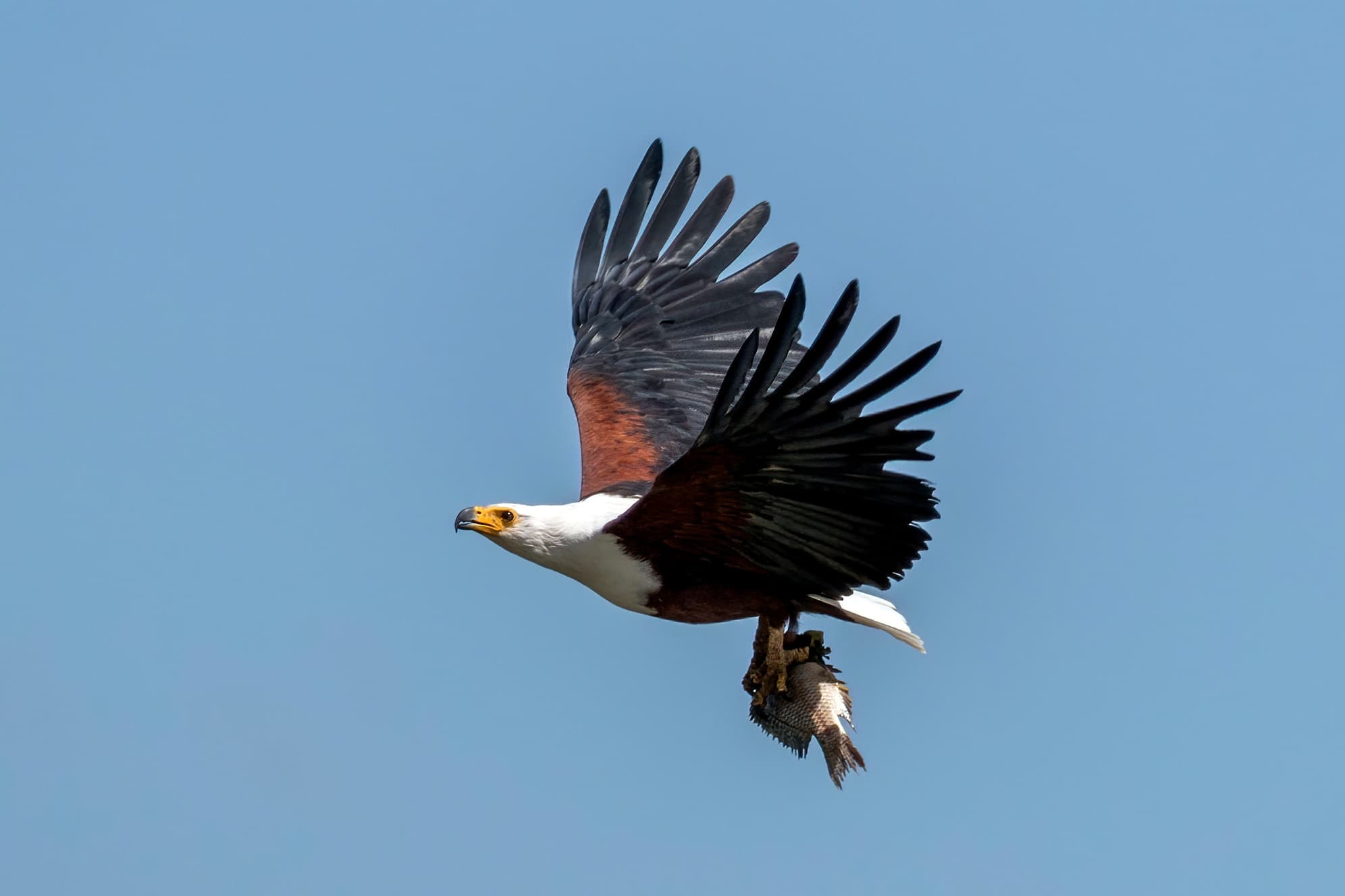An African fish eagle carrying a fish over Lake Naivasha, Kenya