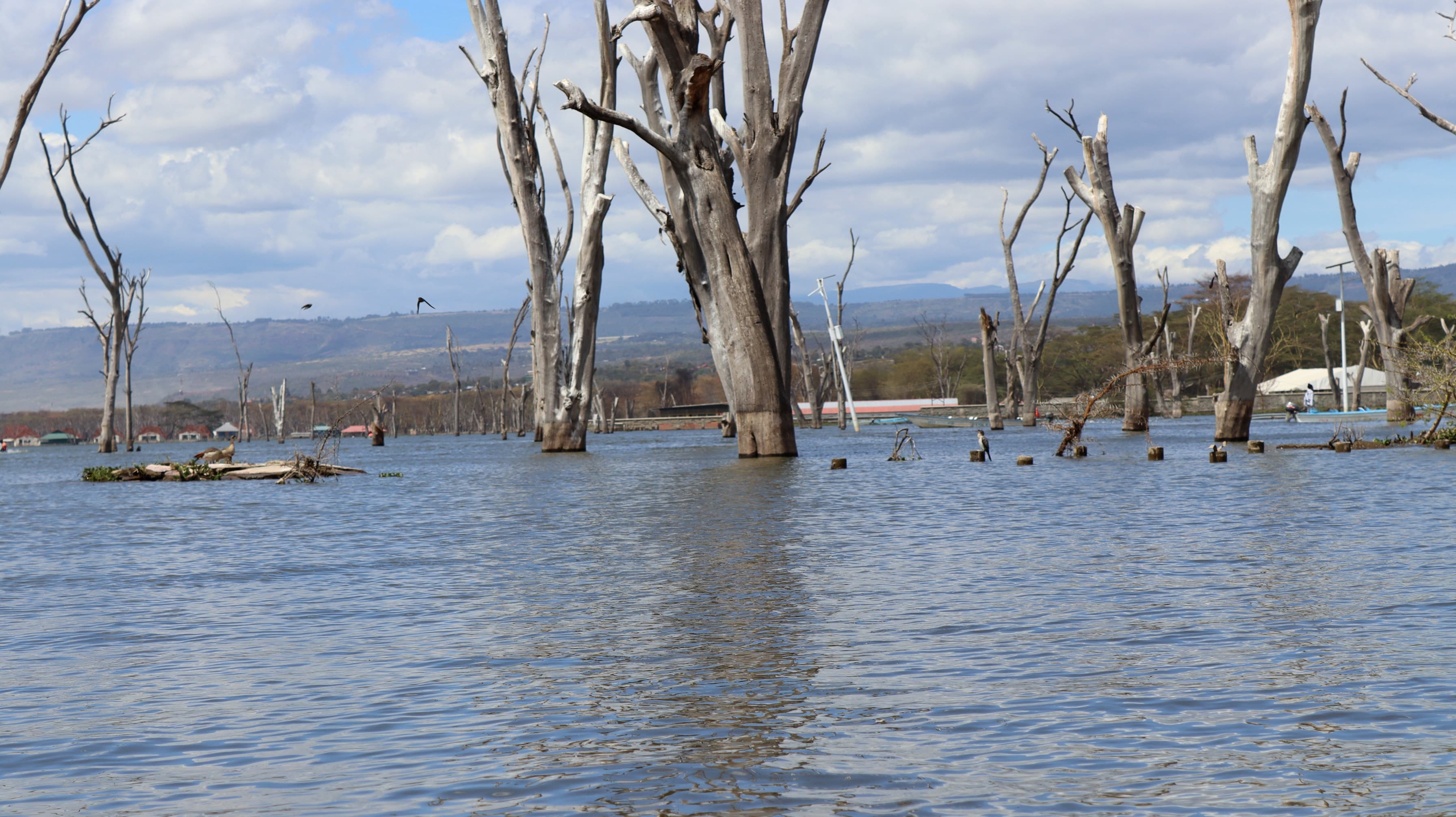Dead trees reflected in the still water of Lake Naivasha