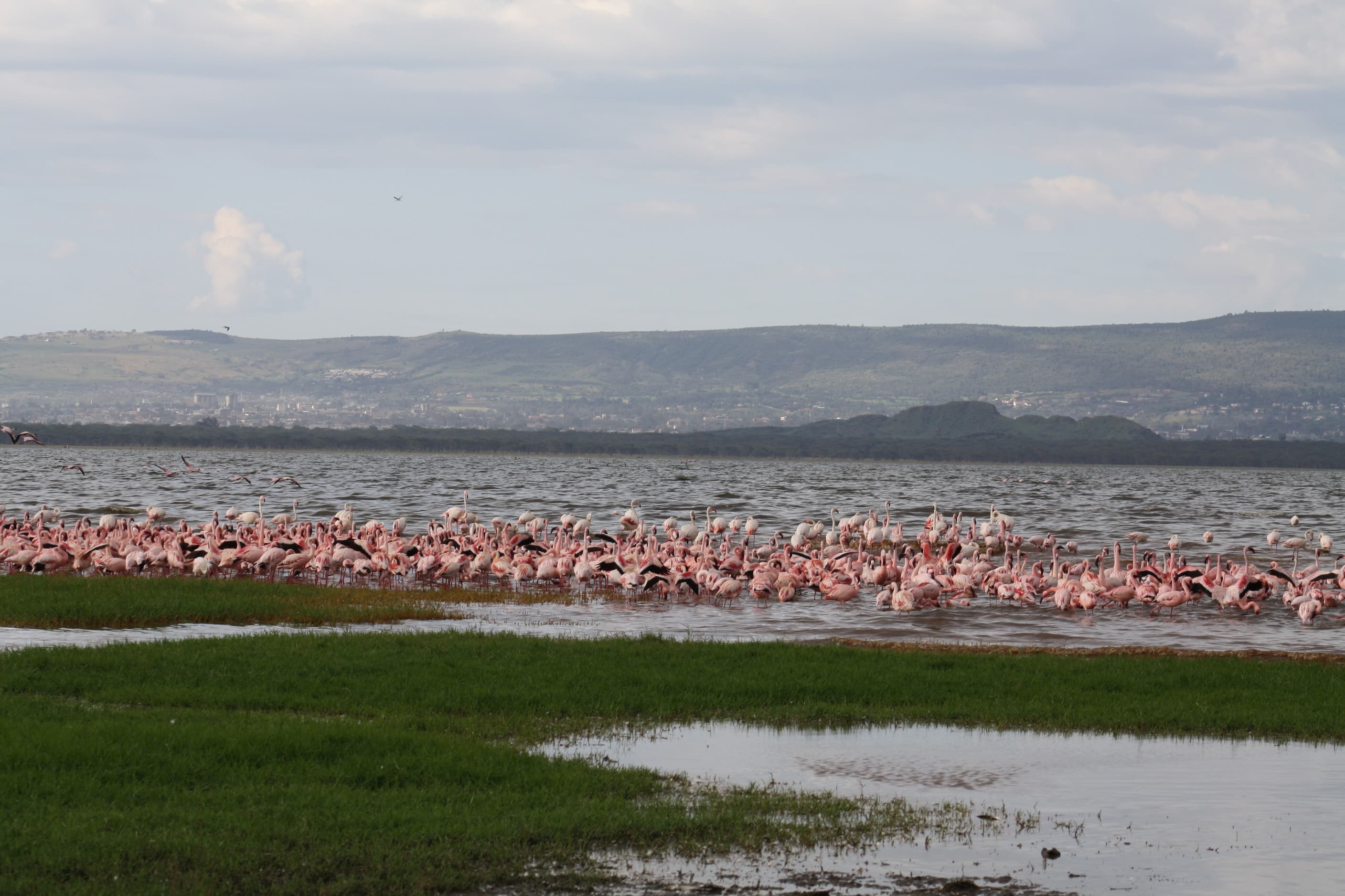 Lesser flamingos massed along the shore of Lake Nakuru, Kenya