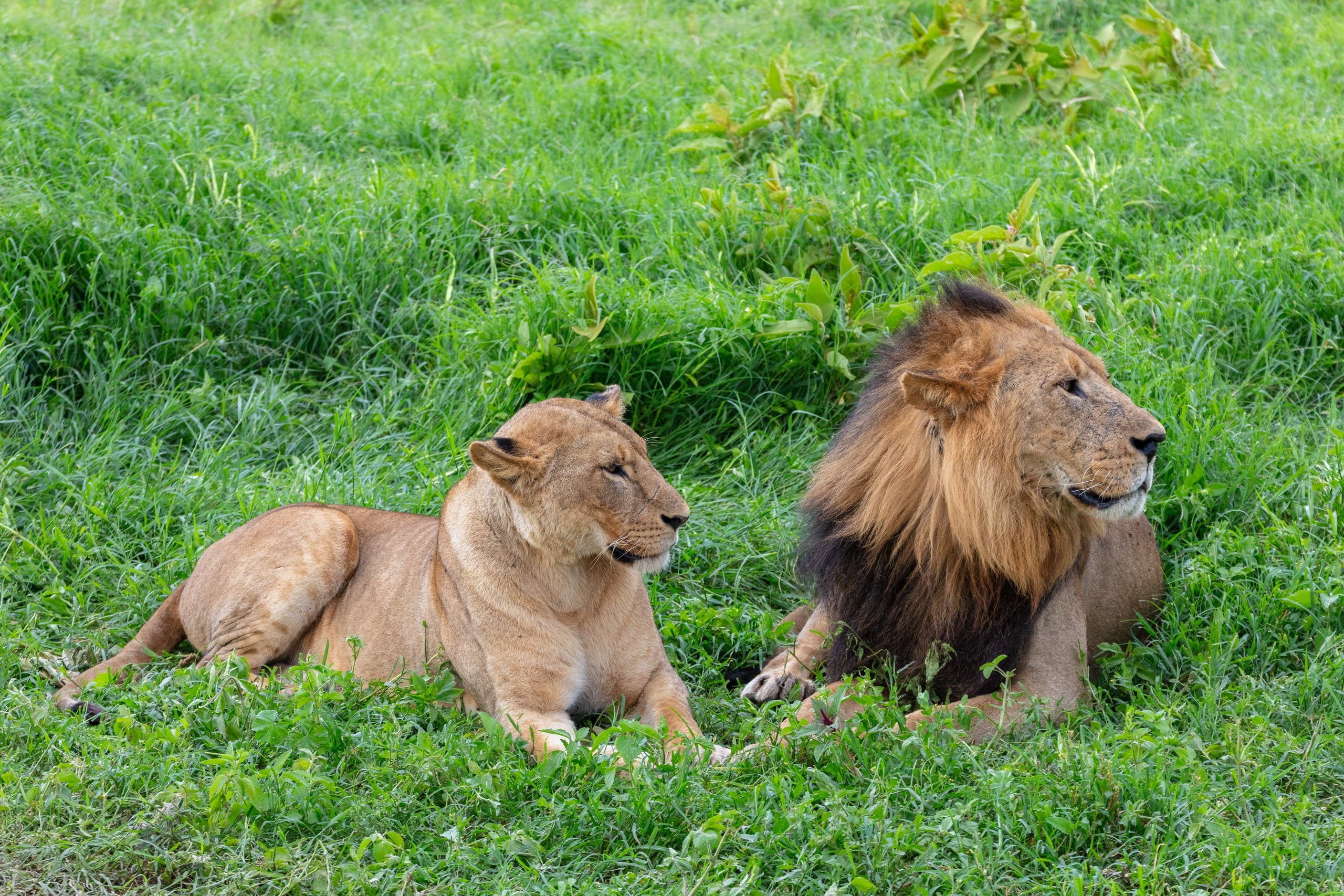 A lion and lioness resting in Lake Nakuru National Park, Kenya