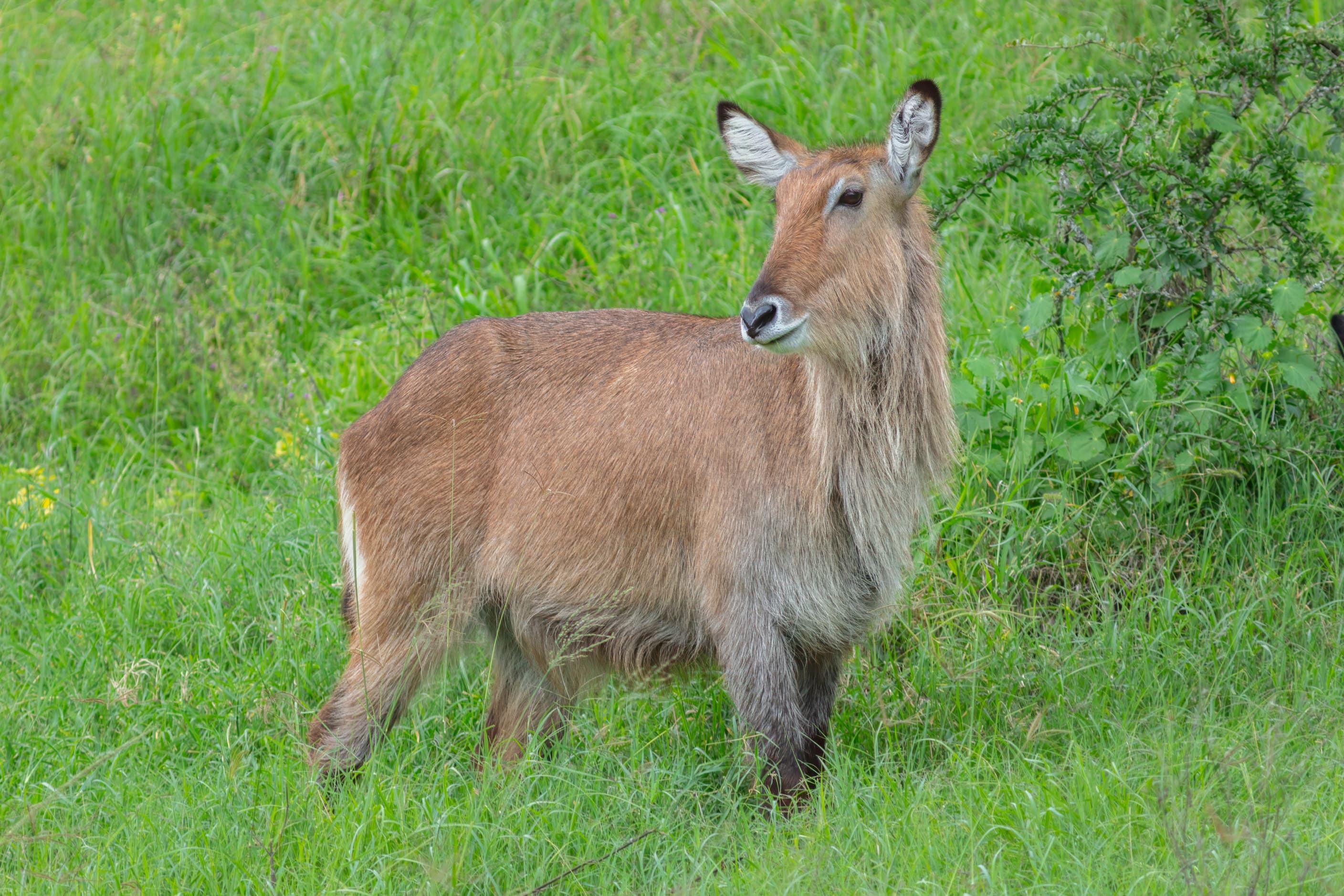 A female waterbuck in Lake Nakuru National Park, Kenya