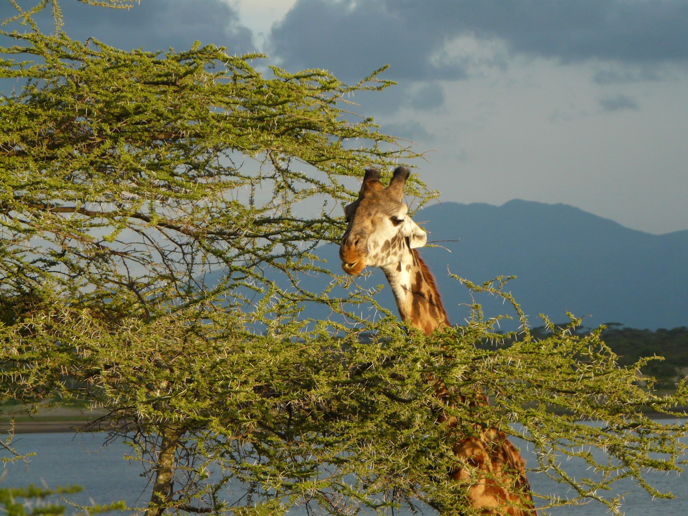 A giraffe feeding in an acacia in northern Tanzania