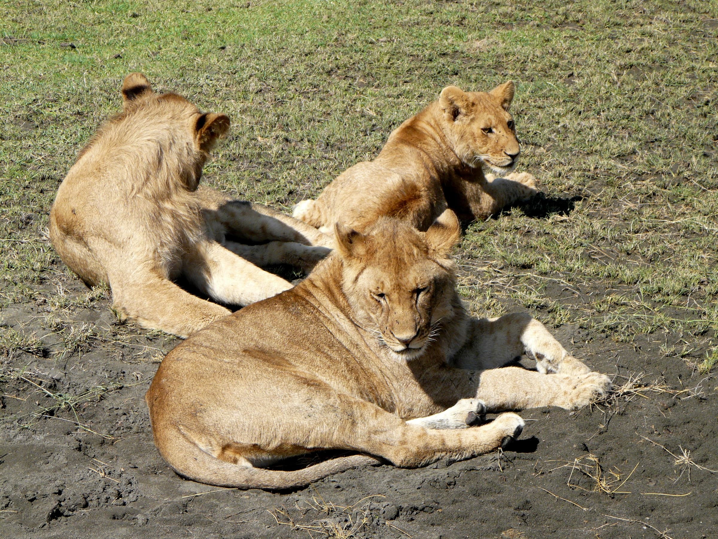 Young lions resting together in northern Tanzania