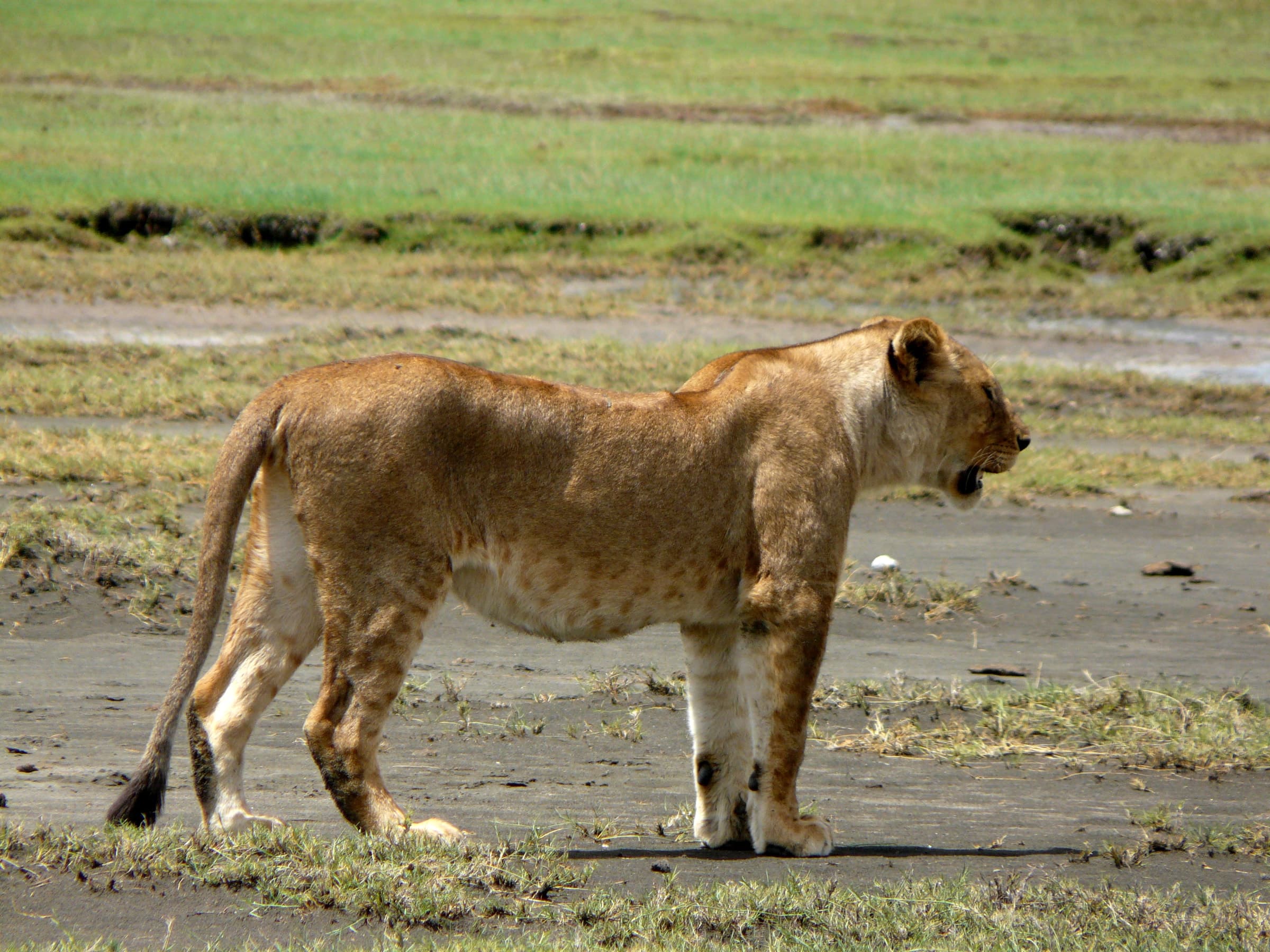 A lioness standing on short grass in northern Tanzania