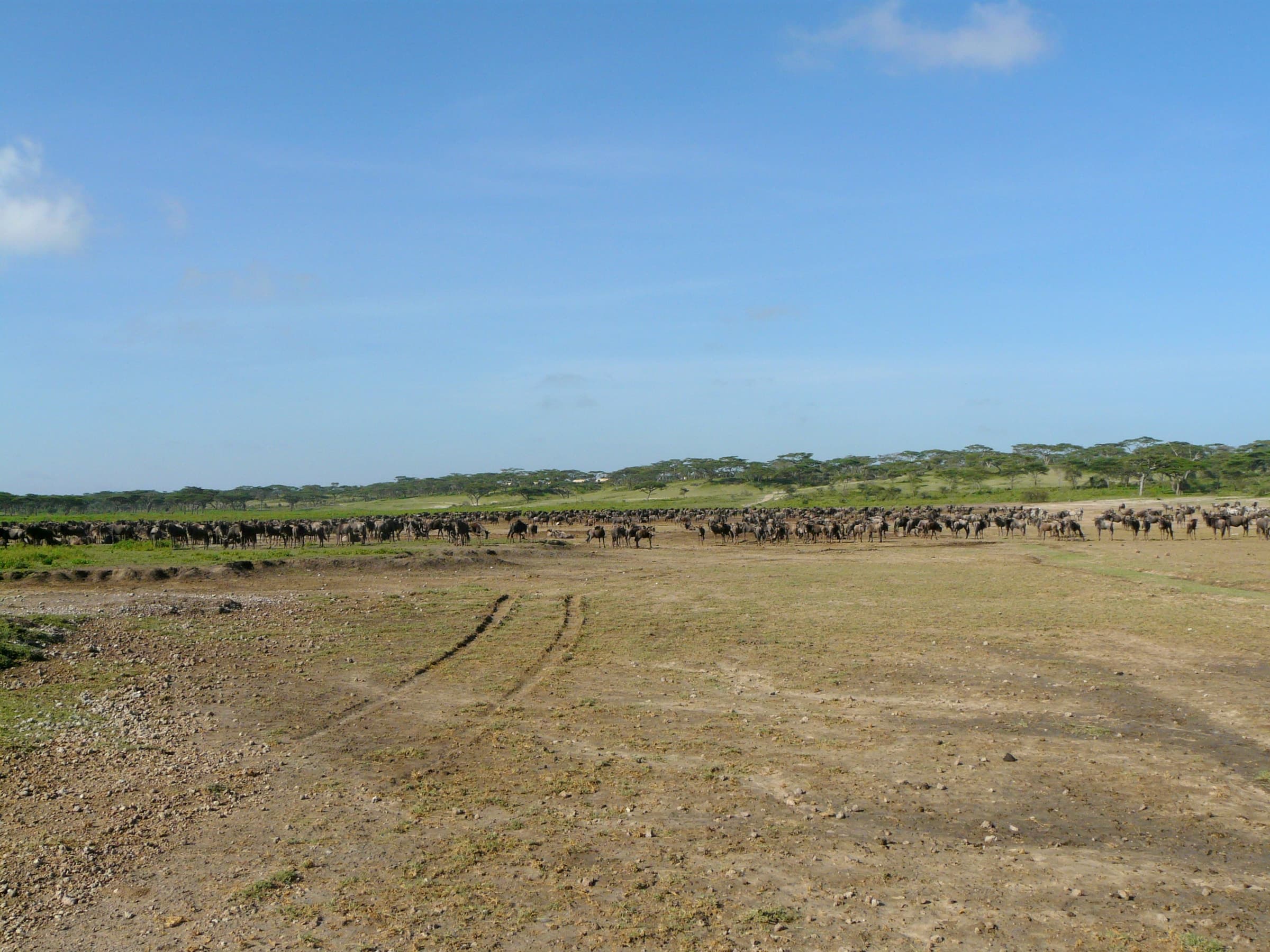 Wide open plains with a distant herd in northern Tanzania