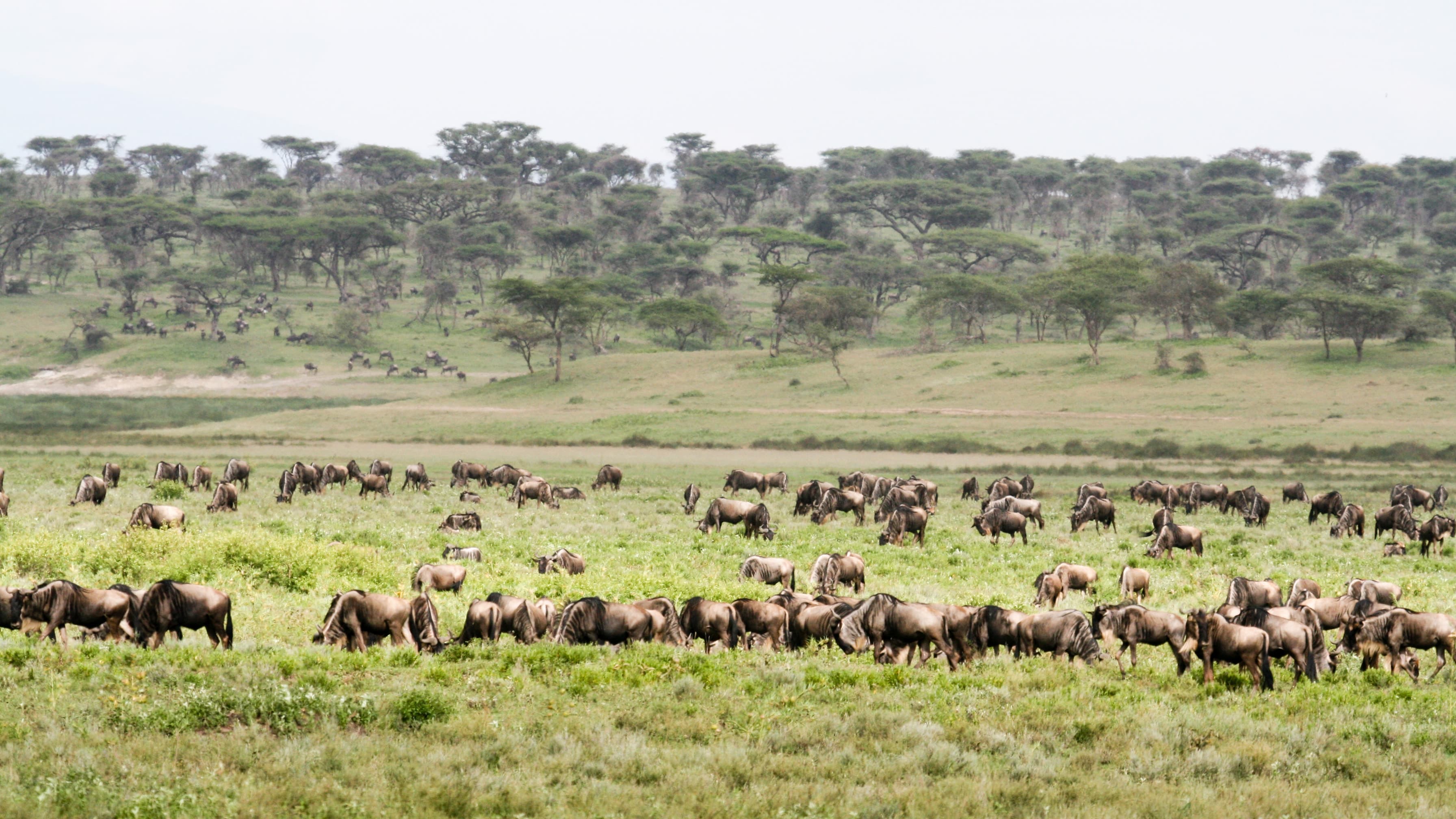 A wildebeest herd near Ndutu Lodge on the southern Serengeti plains, Tanzania
