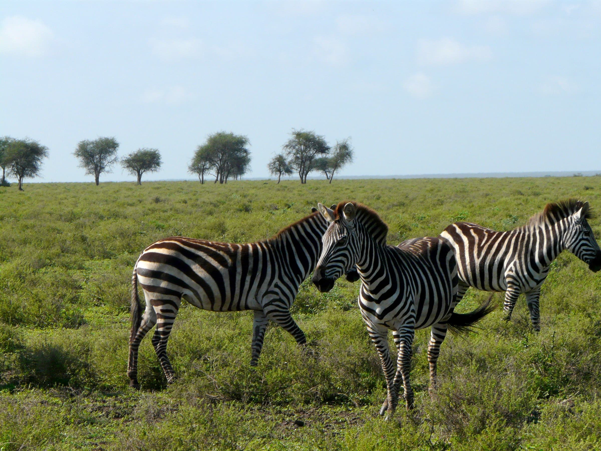 Plains zebras on grassland in Tanzania