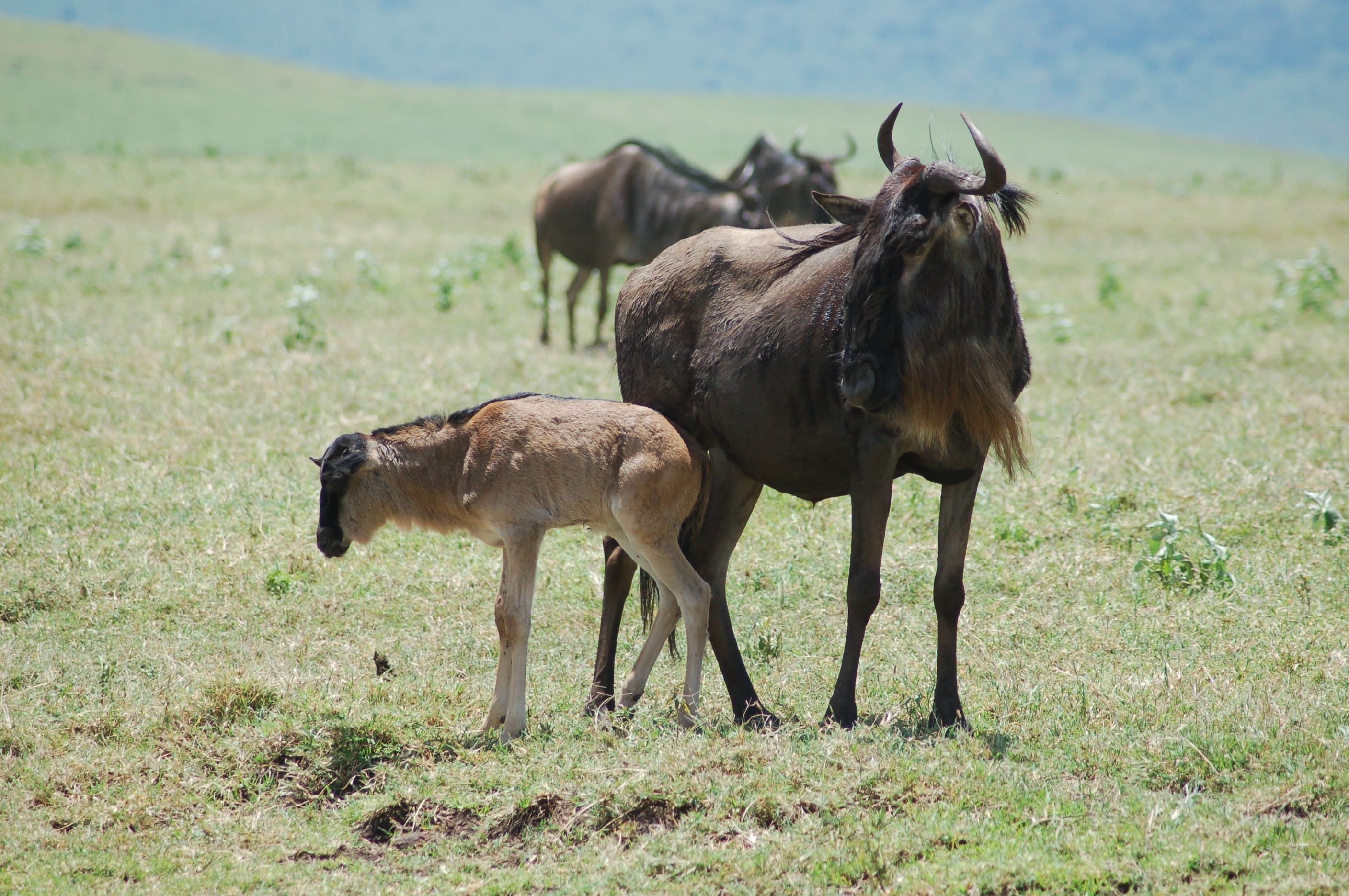 A wildebeest mother and calf in the Ngorongoro Crater, Tanzania
