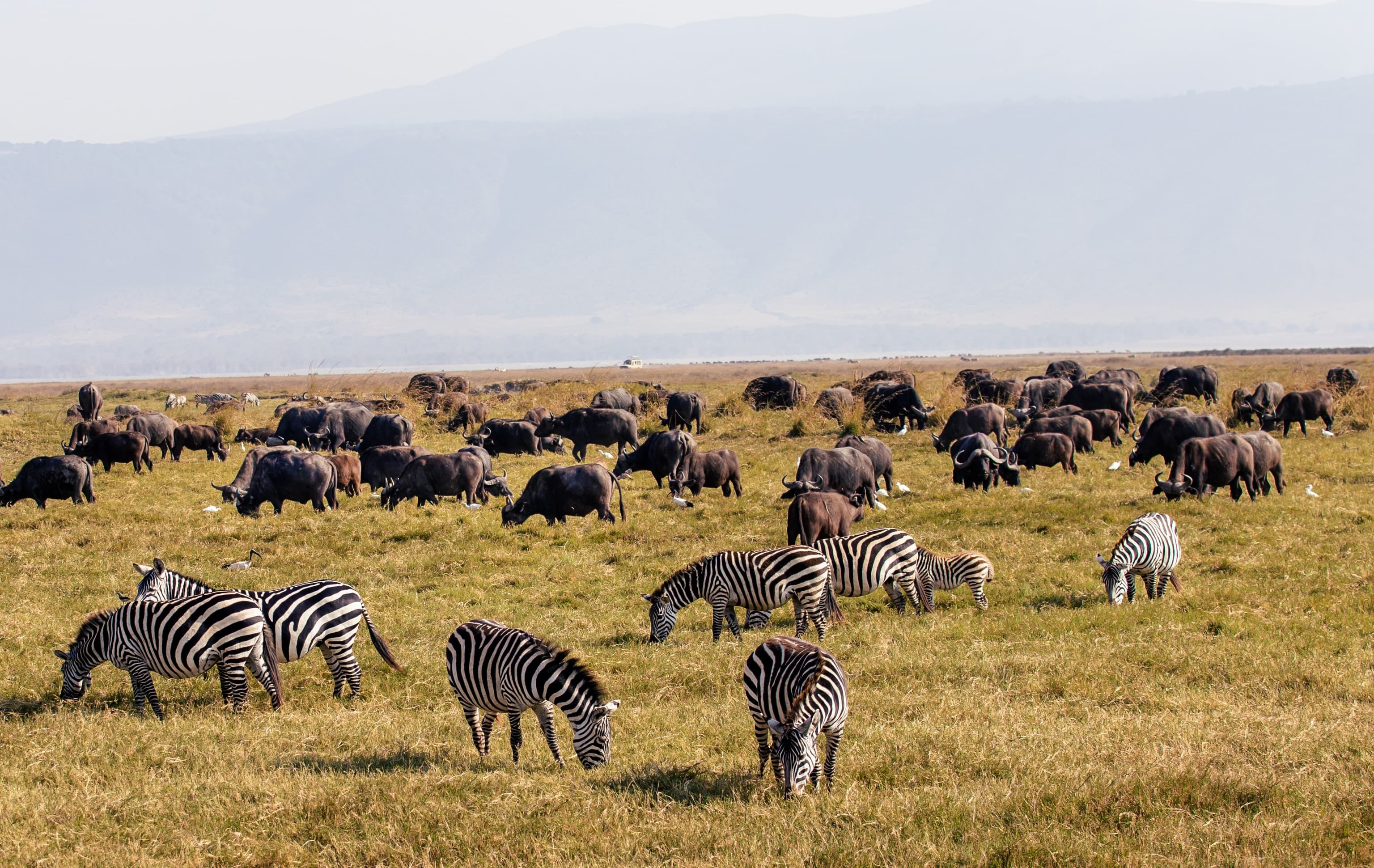 Plains zebras and African buffaloes in the Ngorongoro Crater, Tanzania
