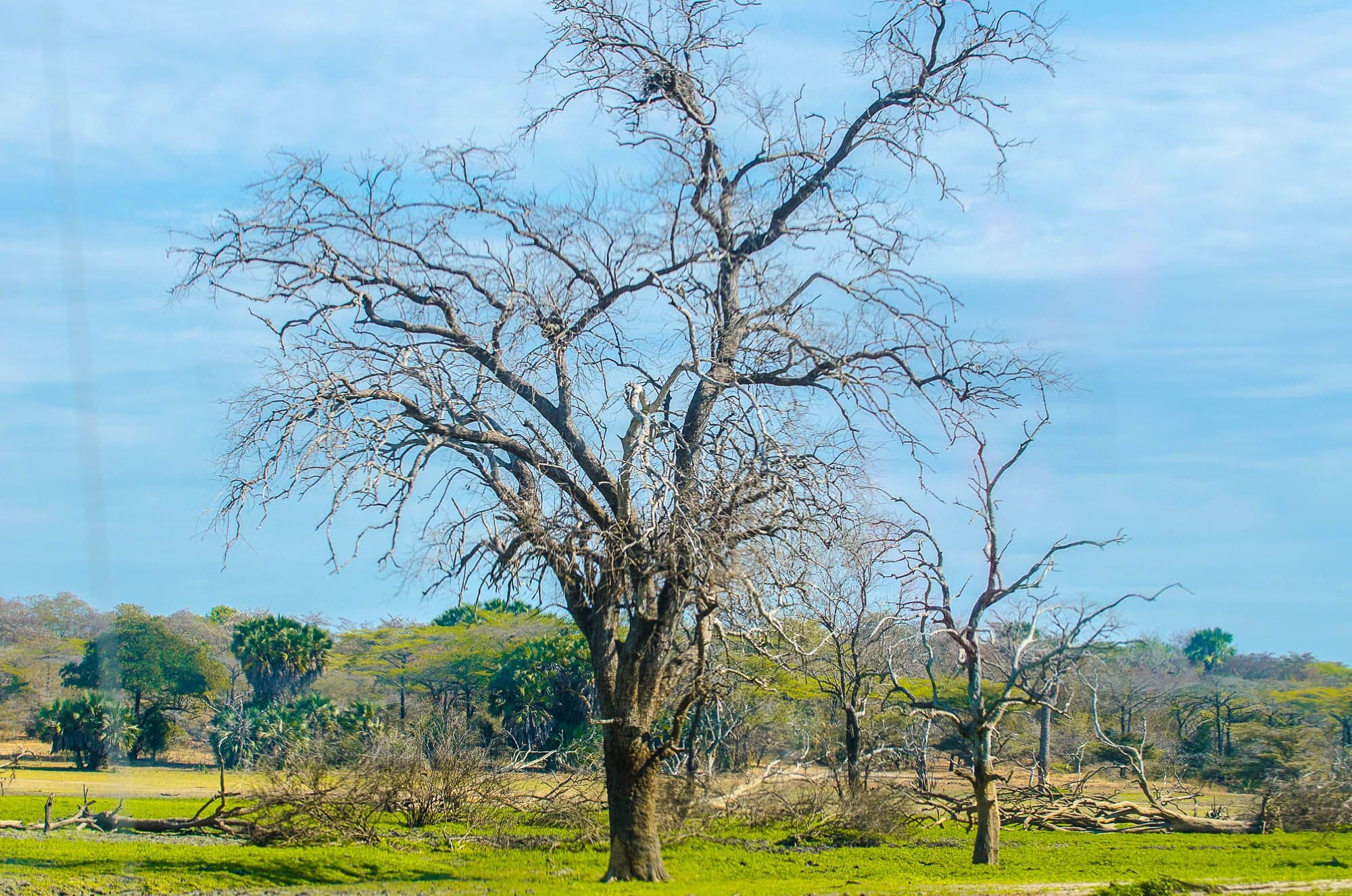 Open woodland in Nyerere National Park, Tanzania