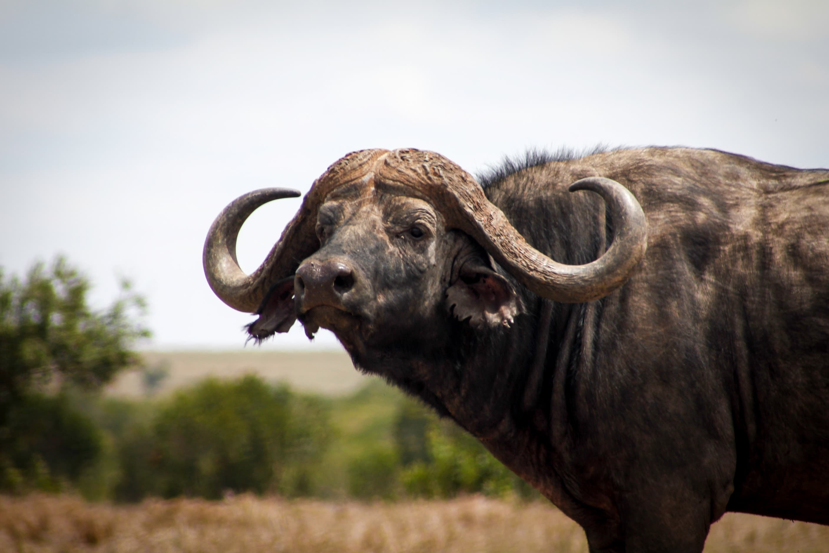 An African buffalo in Ol Pejeta Conservancy, Kenya