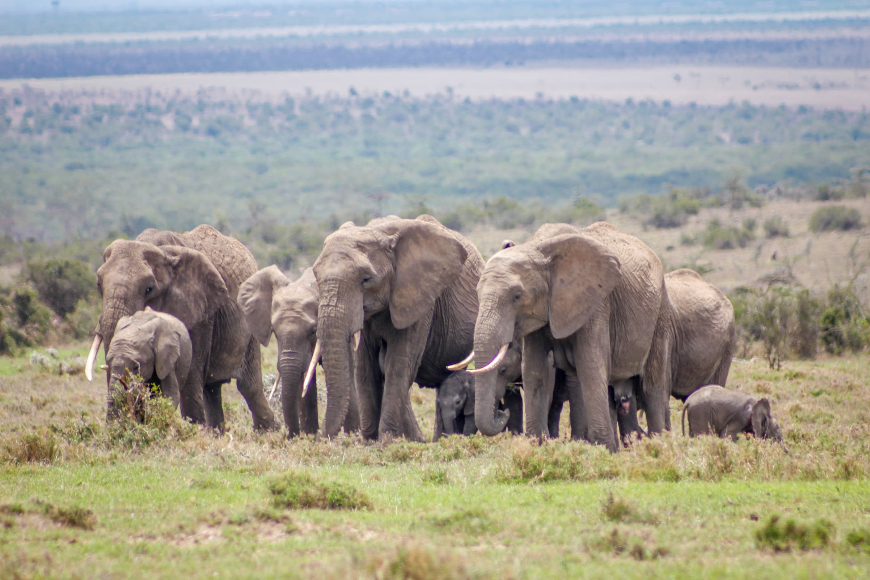 An elephant herd in Ol Pejeta Conservancy, Kenya