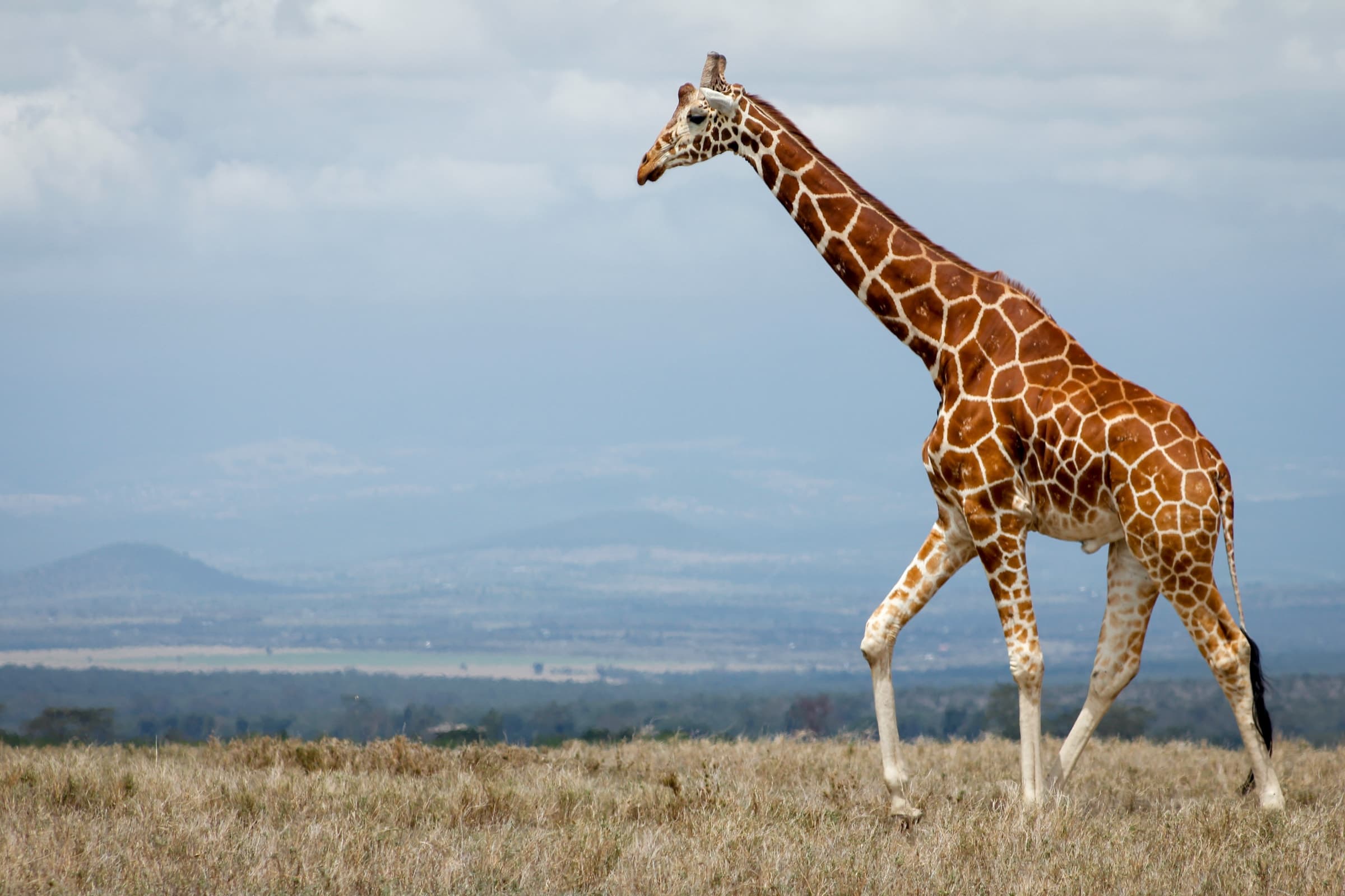 A reticulated giraffe in Ol Pejeta Conservancy, Kenya