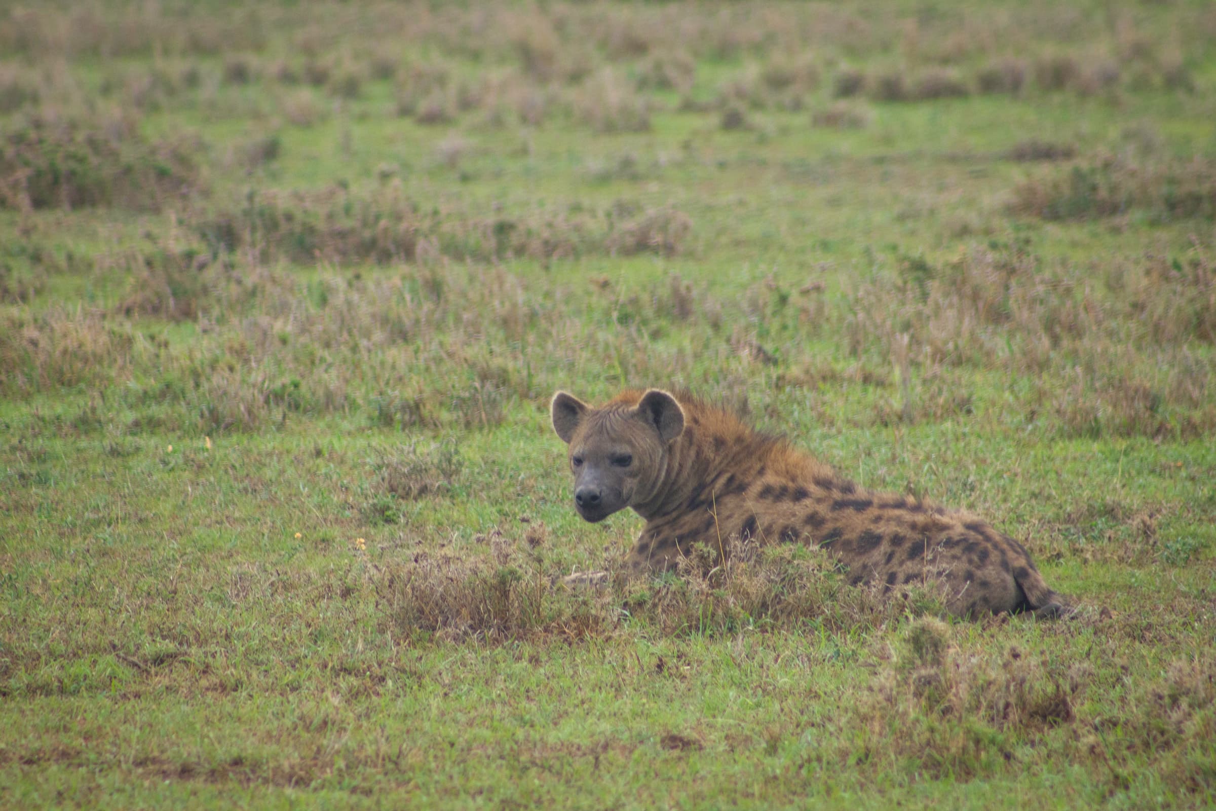 A spotted hyena lying in the grass in Ol Pejeta Conservancy, Kenya