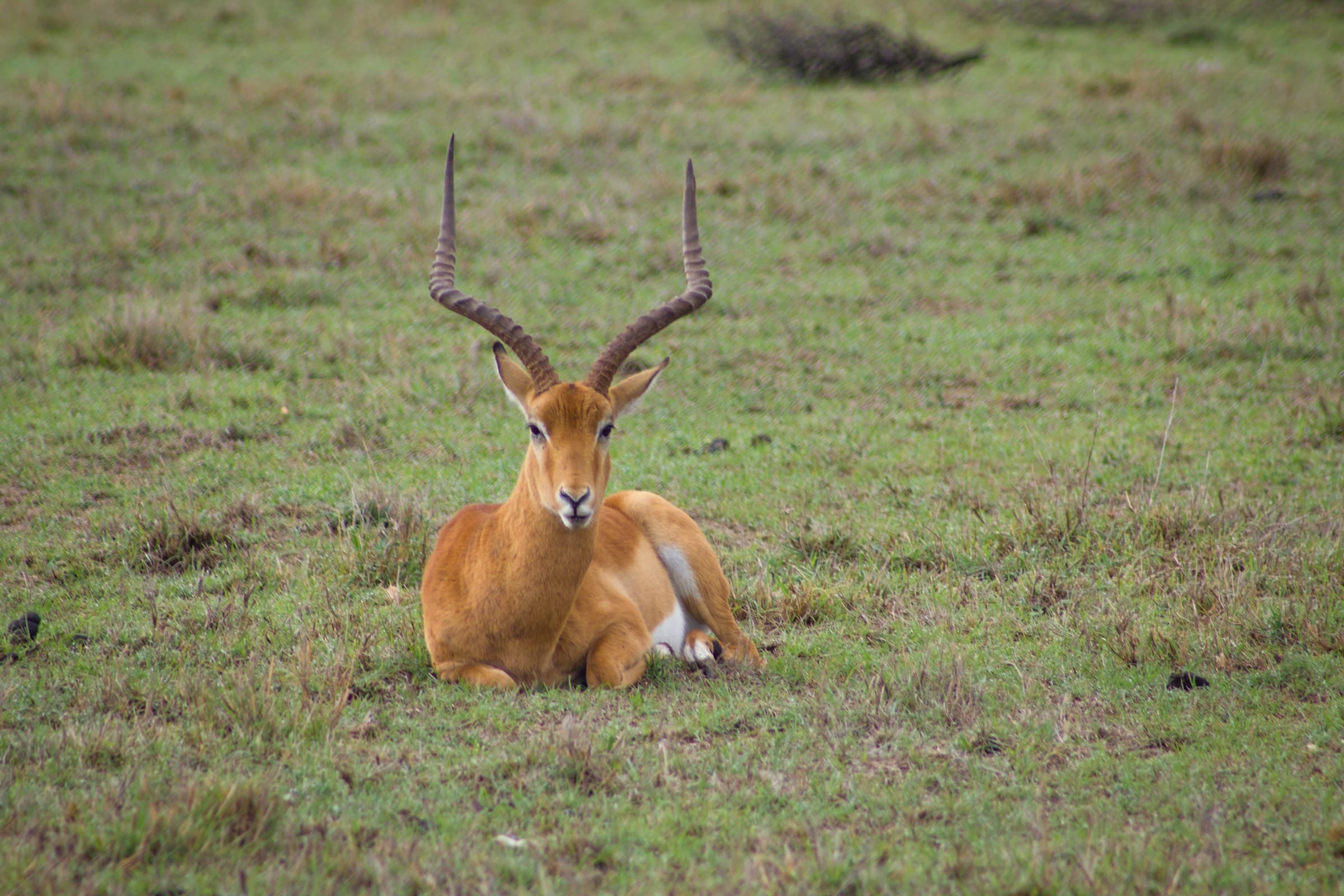 An impala resting in the grass in Ol Pejeta Conservancy, Kenya