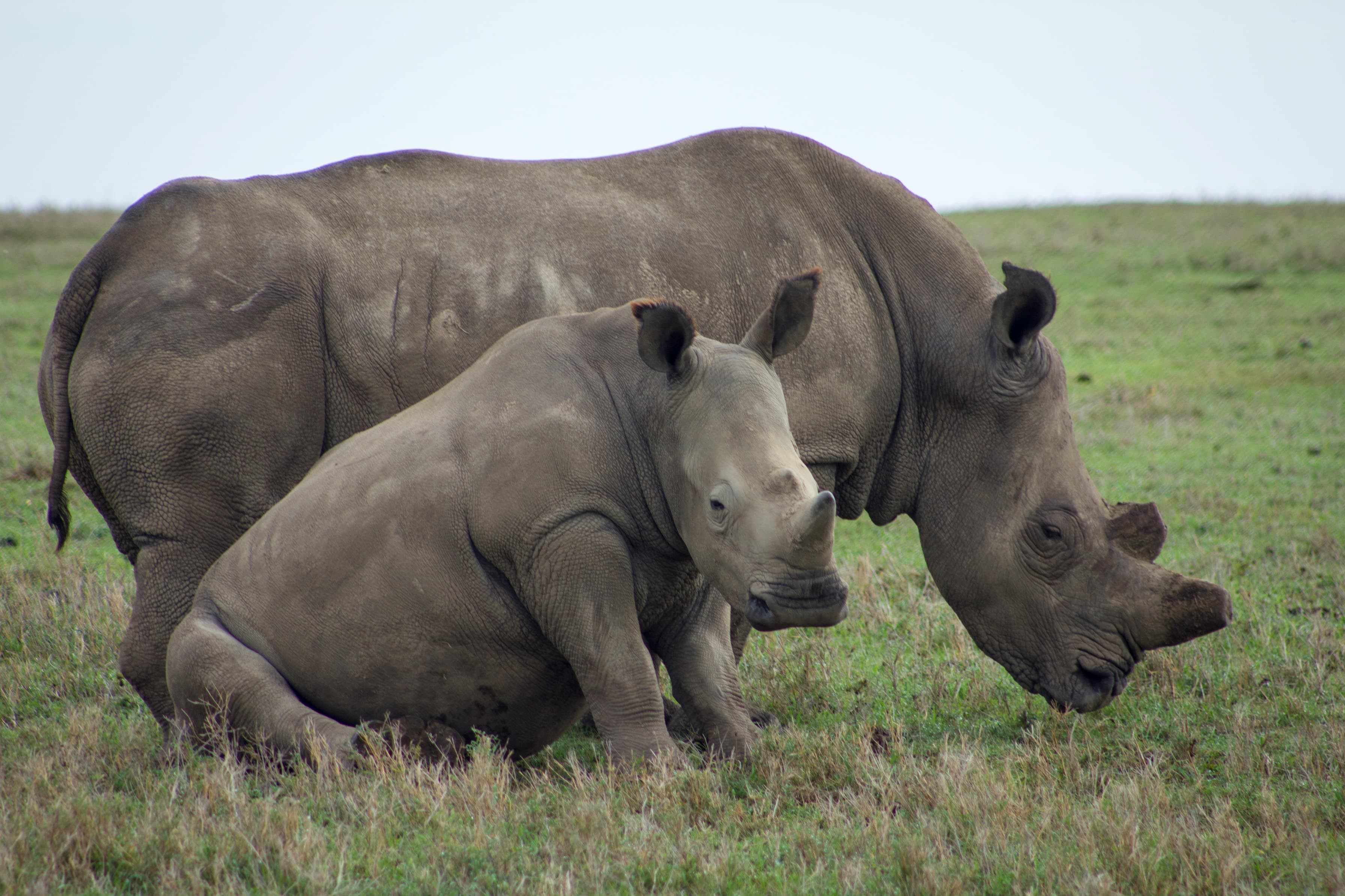 White rhinoceroses in Ol Pejeta Conservancy, Kenya