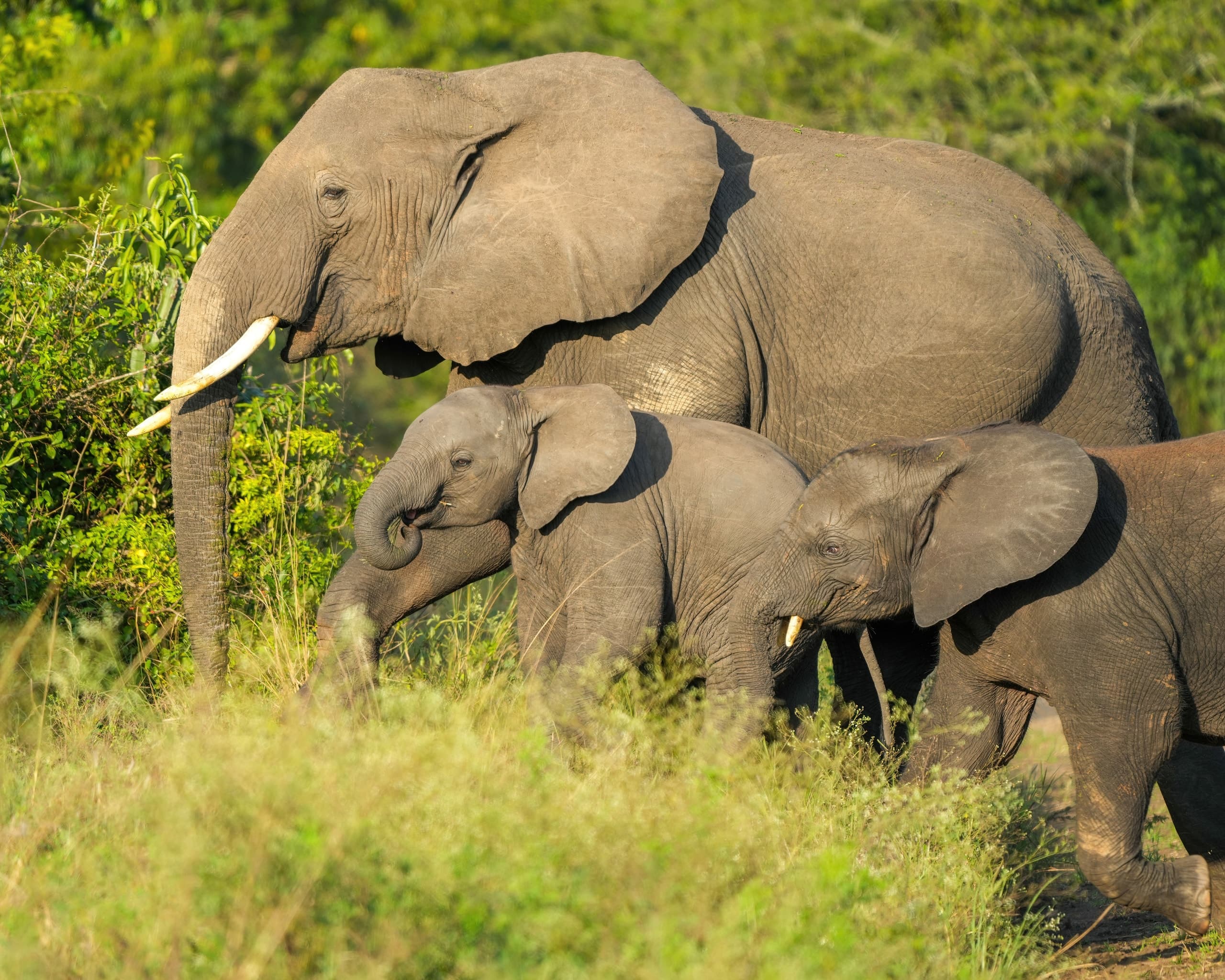 An elephant family in Queen Elizabeth National Park, Uganda