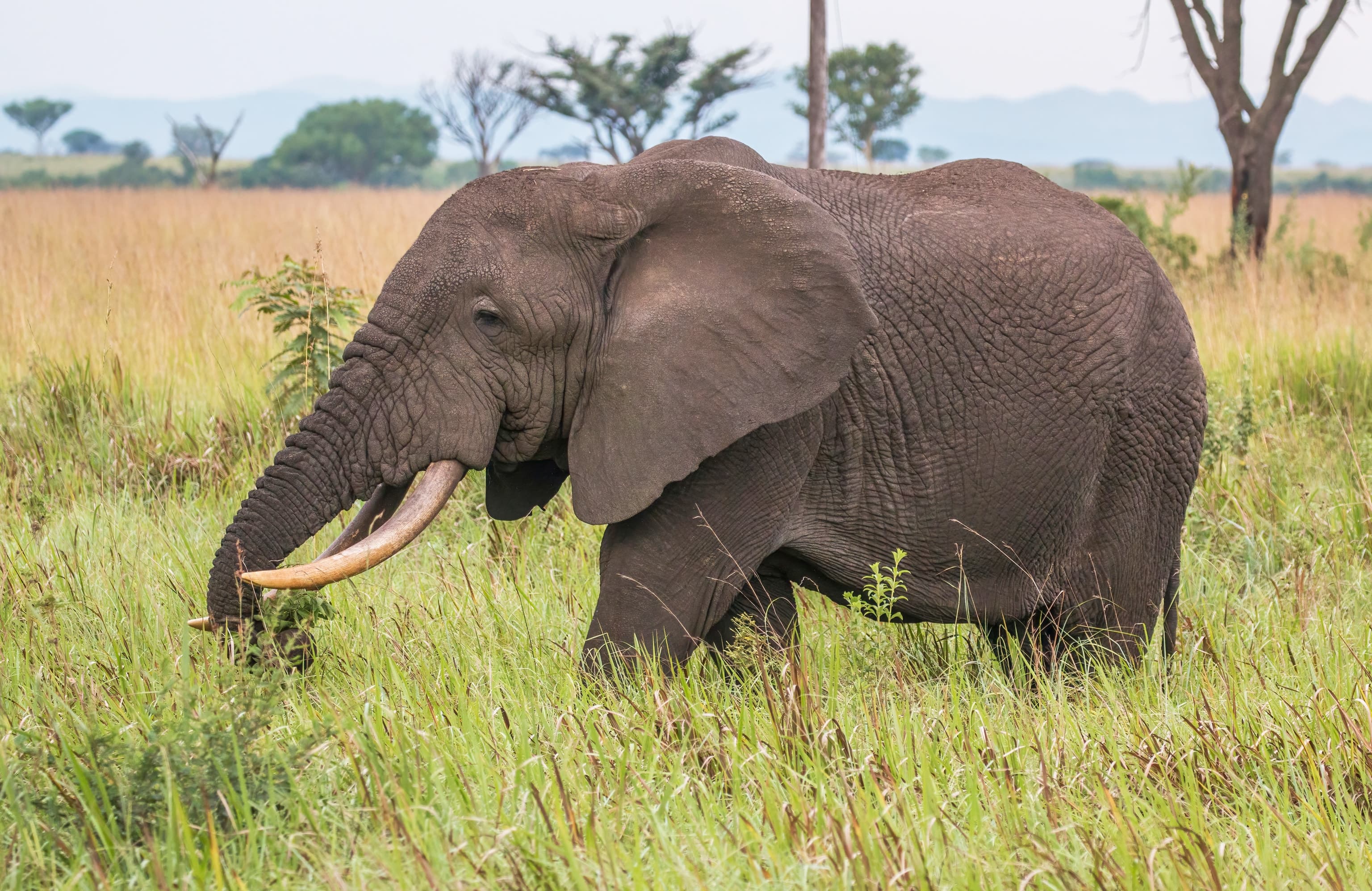 An African elephant in the grasslands of Queen Elizabeth National Park, Uganda