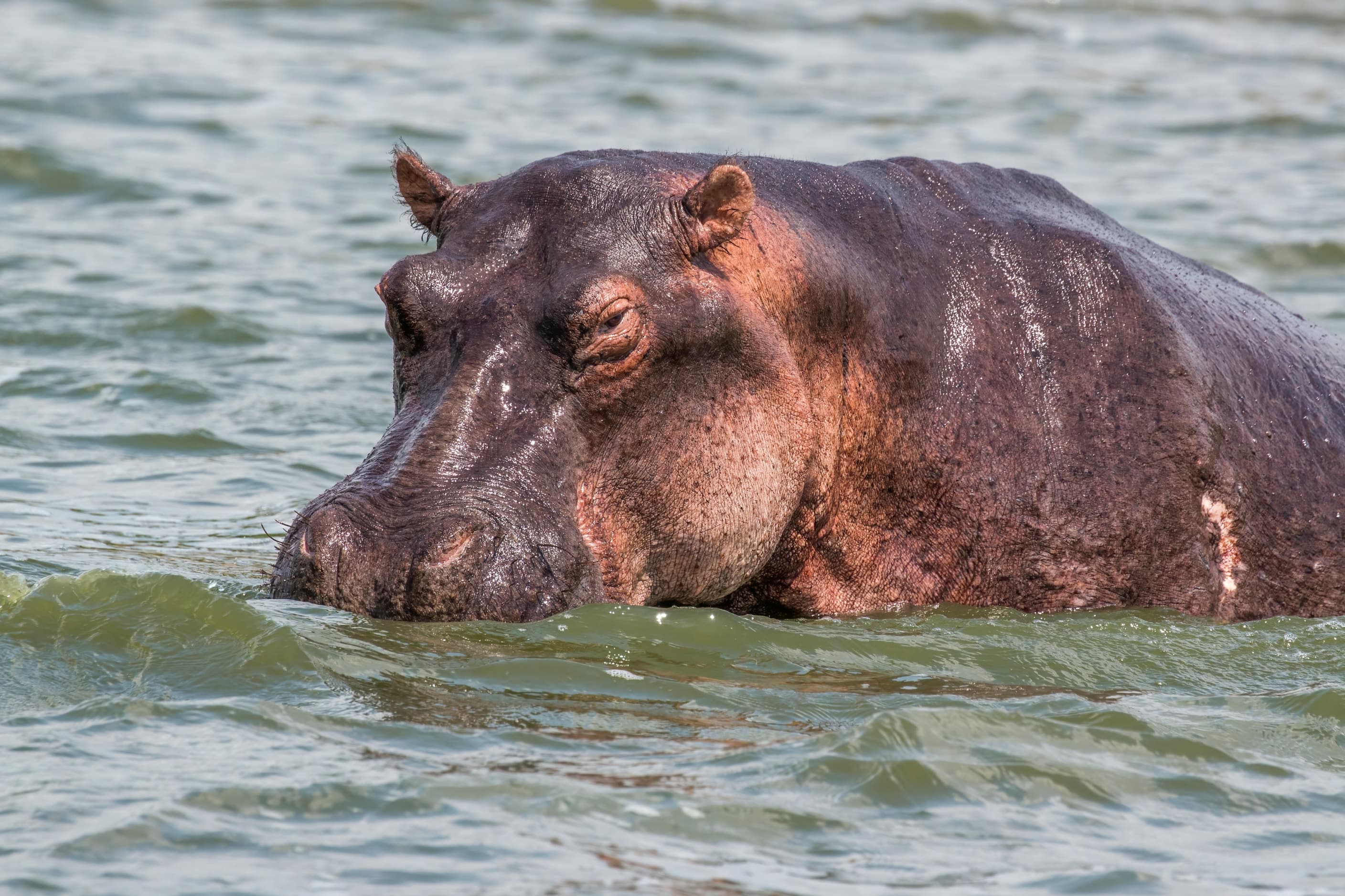 A hippopotamus in the Kazinga Channel, Queen Elizabeth National Park, Uganda