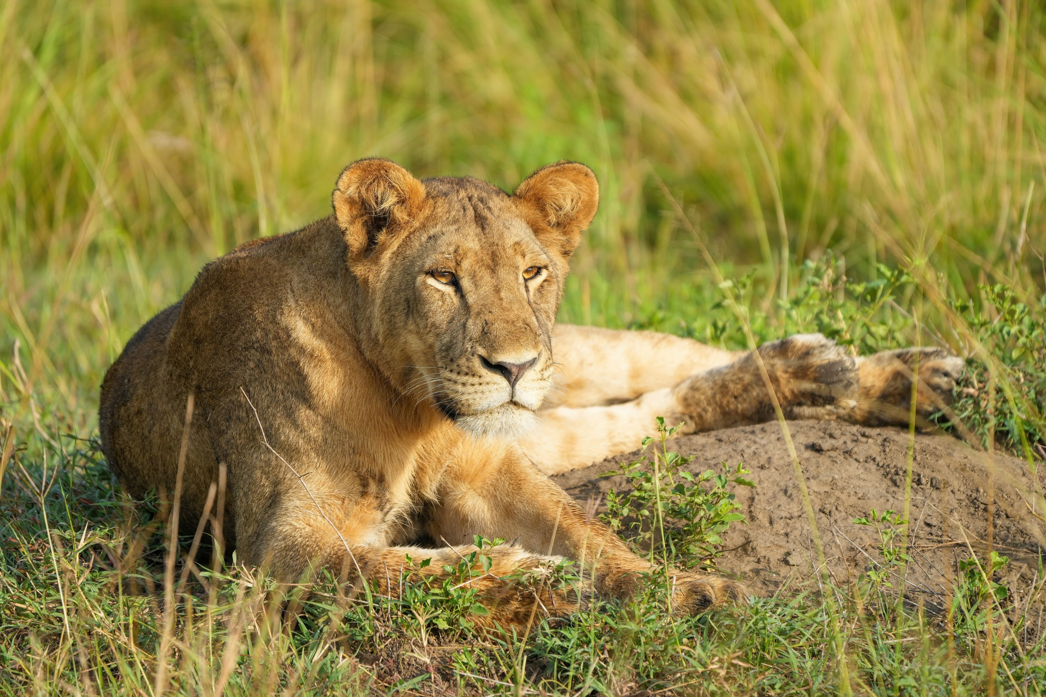 A lioness in golden morning light in Queen Elizabeth National Park, Uganda