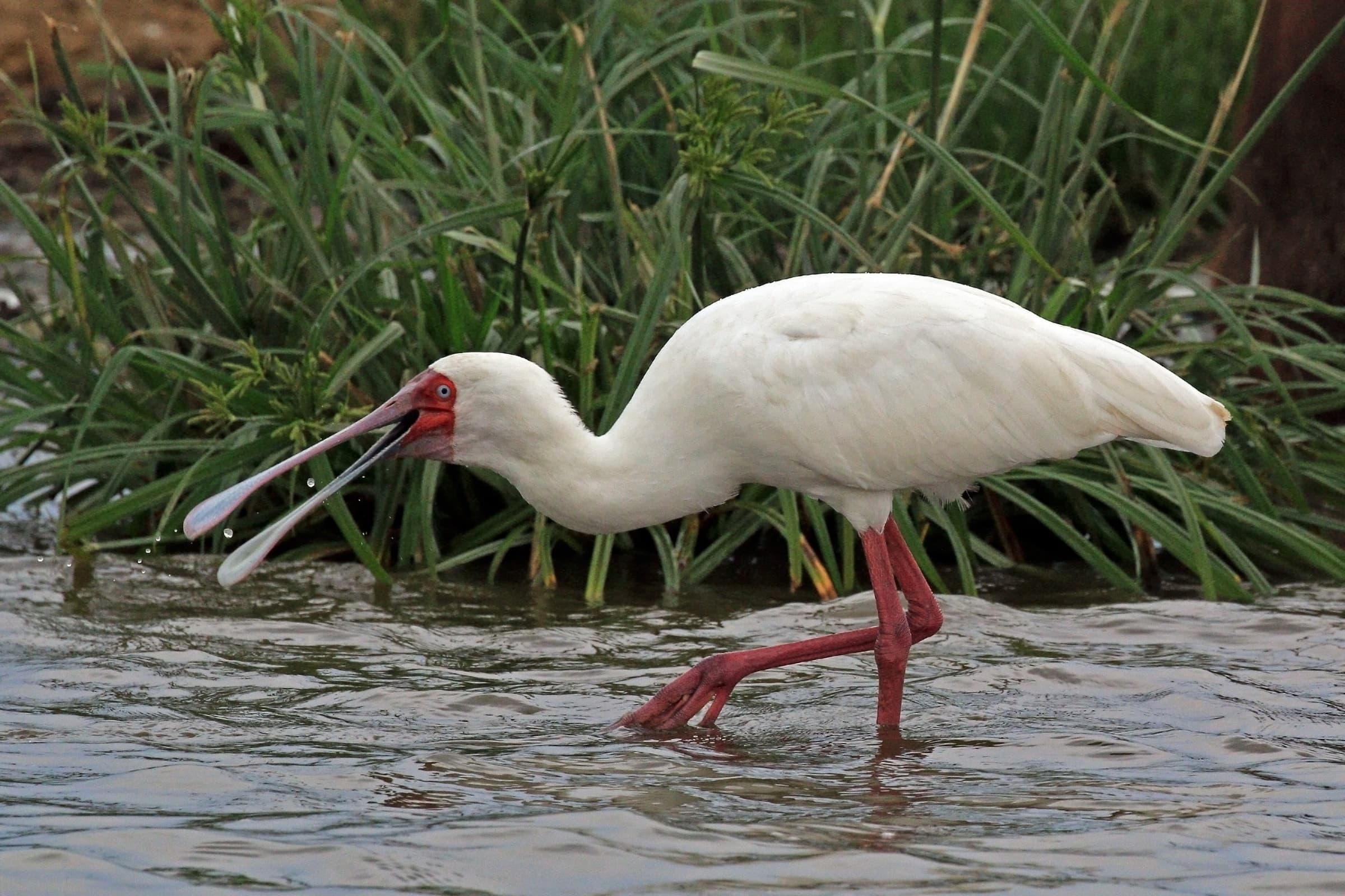 An African spoonbill feeding in the Kazinga Channel, Uganda