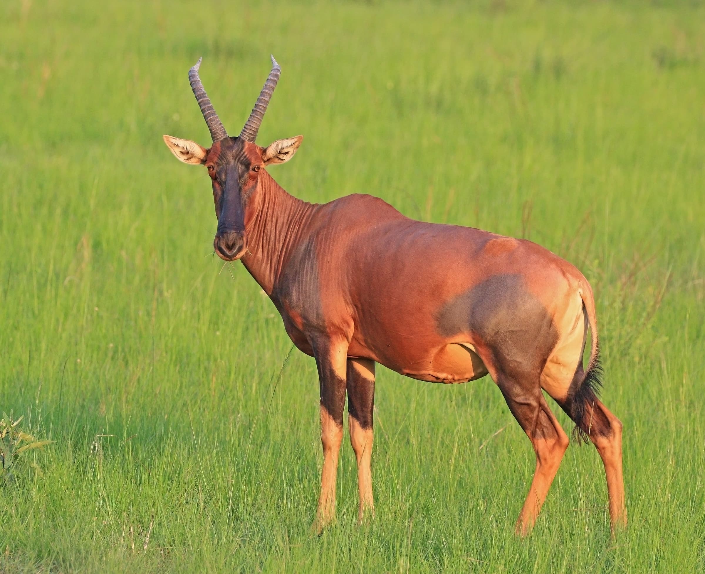 A topi in green grassland in Queen Elizabeth National Park, Uganda