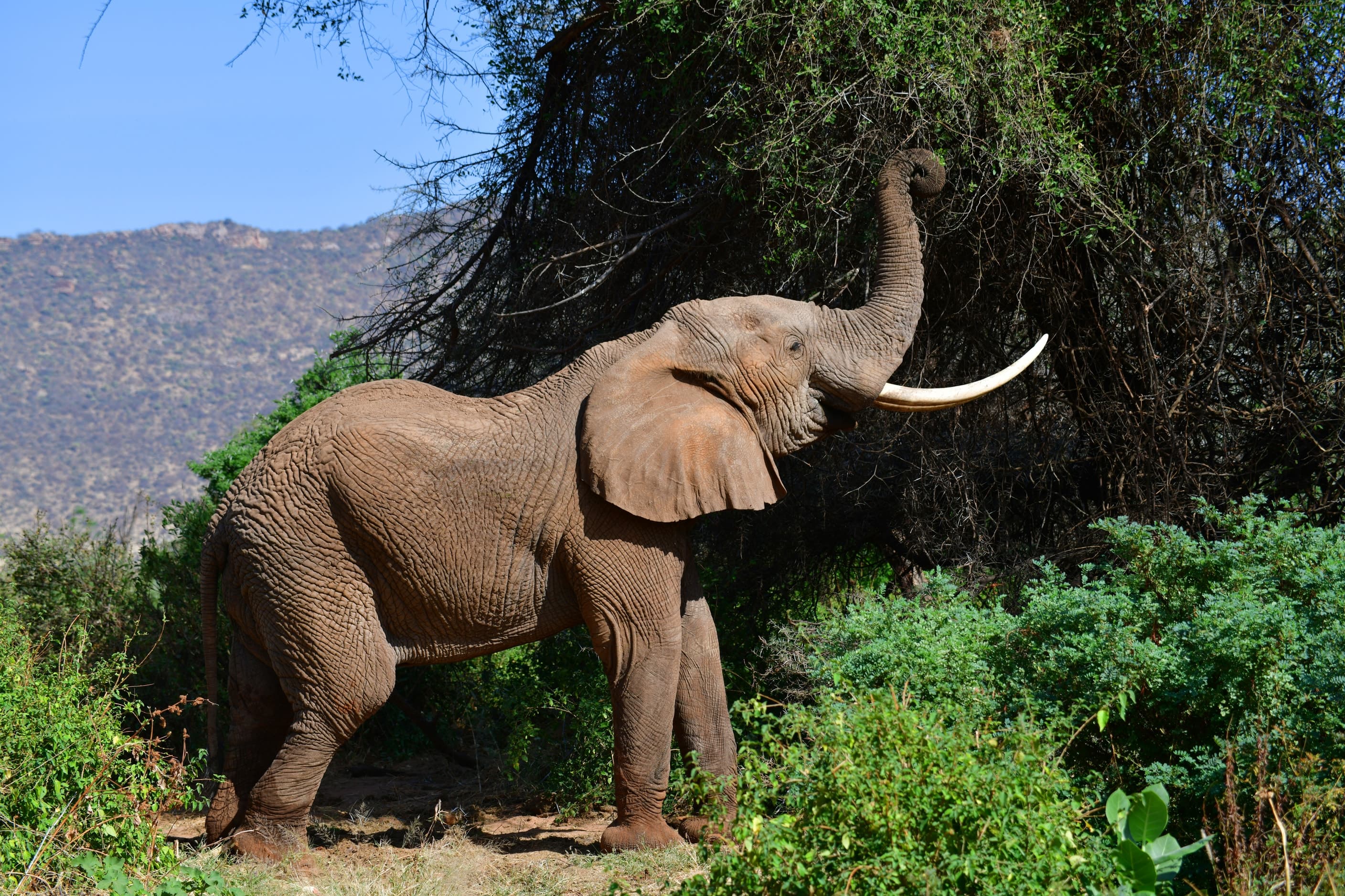 An elephant reaching into a tree in Samburu National Reserve, Kenya